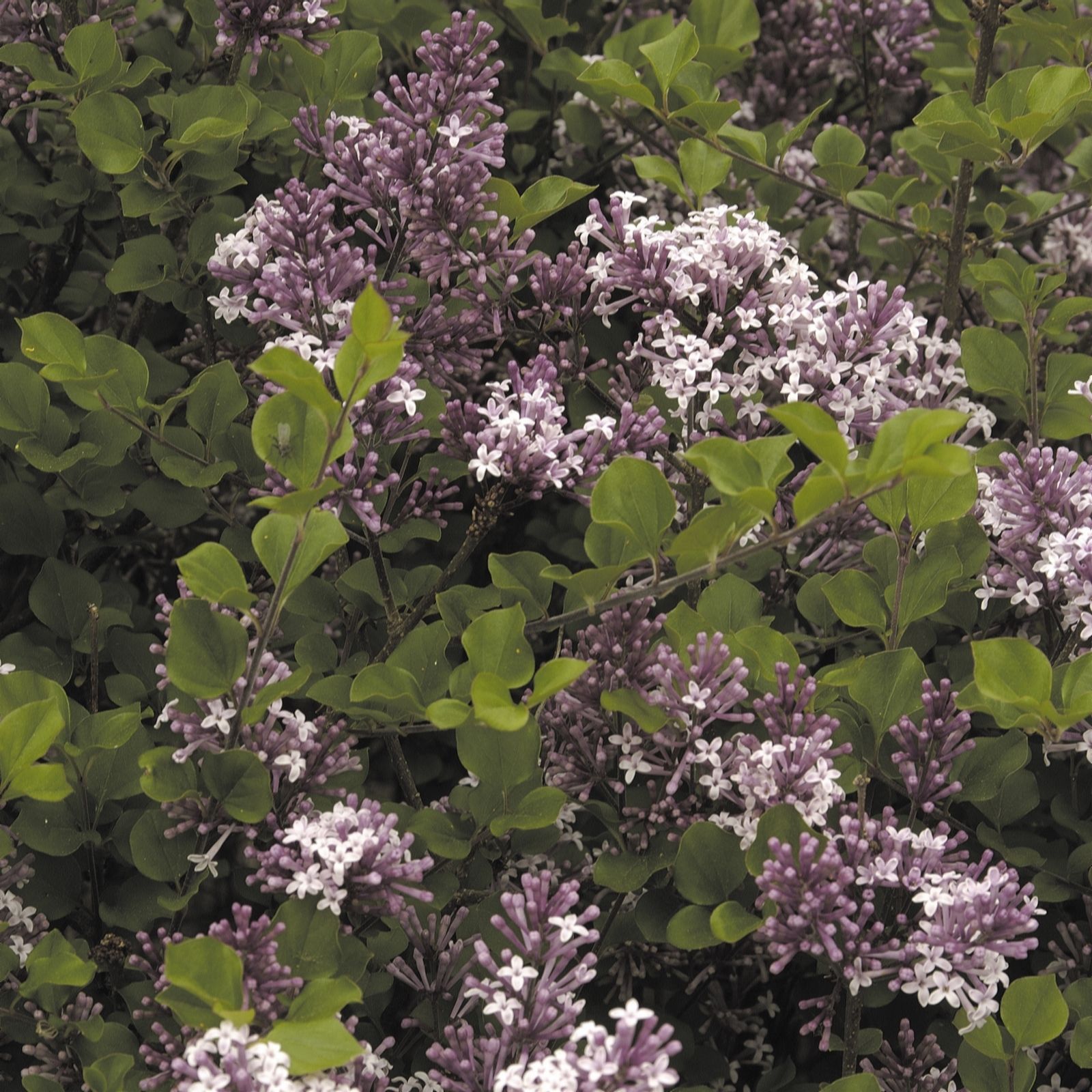 YouGarden Pair of Syringa Palibin in 3L pots