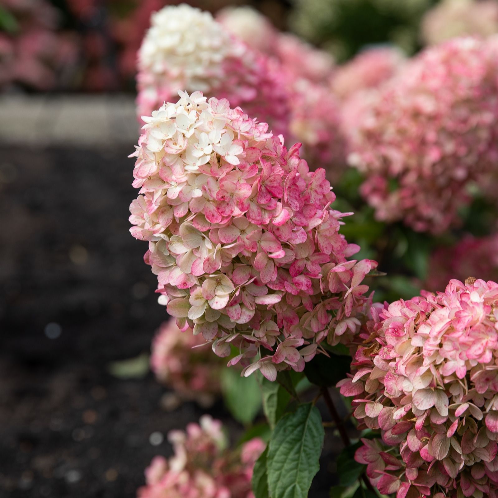 Thompson & Morgan Hydrangea Living Raspberry Pink 1 Litre Pot x1