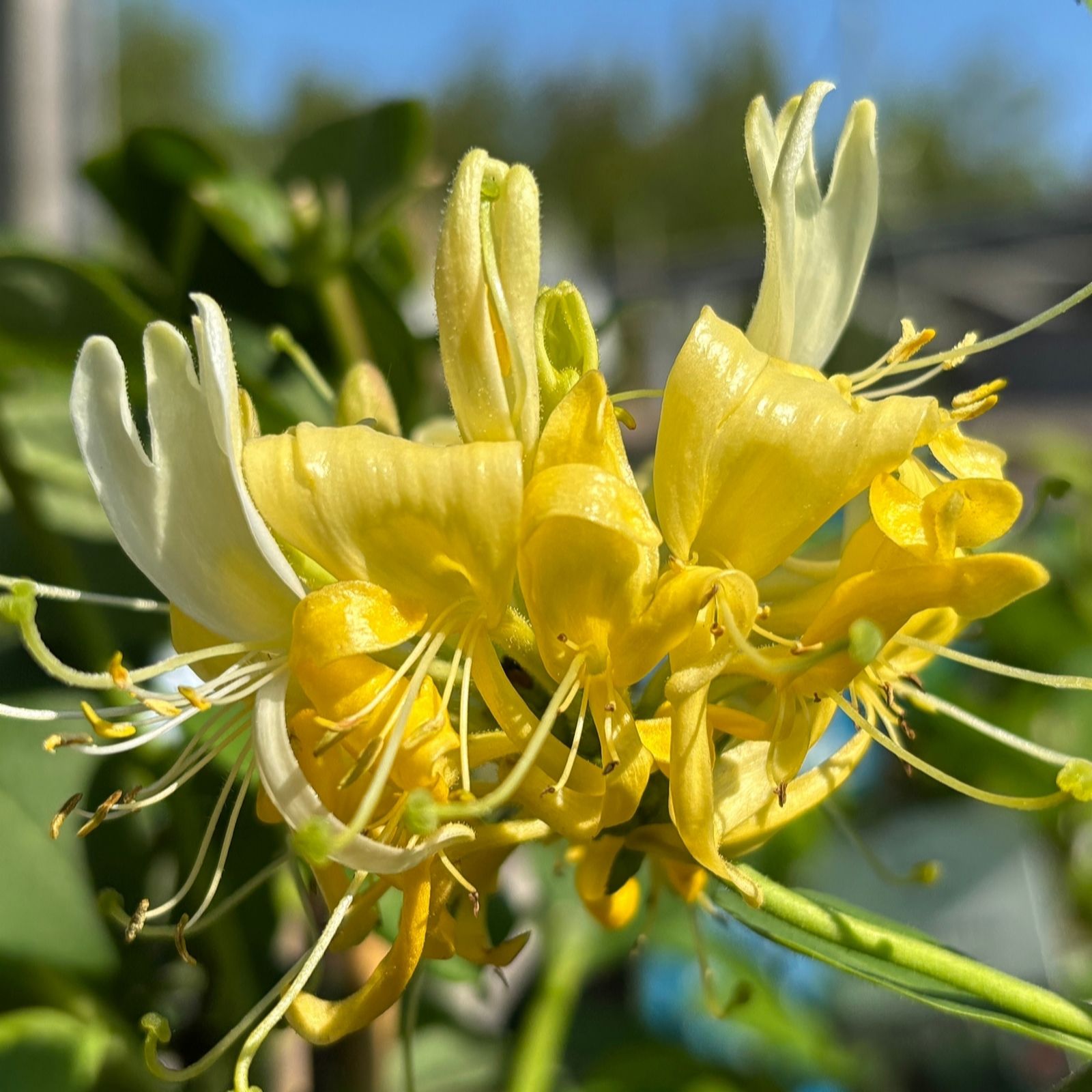 Richard Jackson Lonicera Scentsation 3 litre Pot