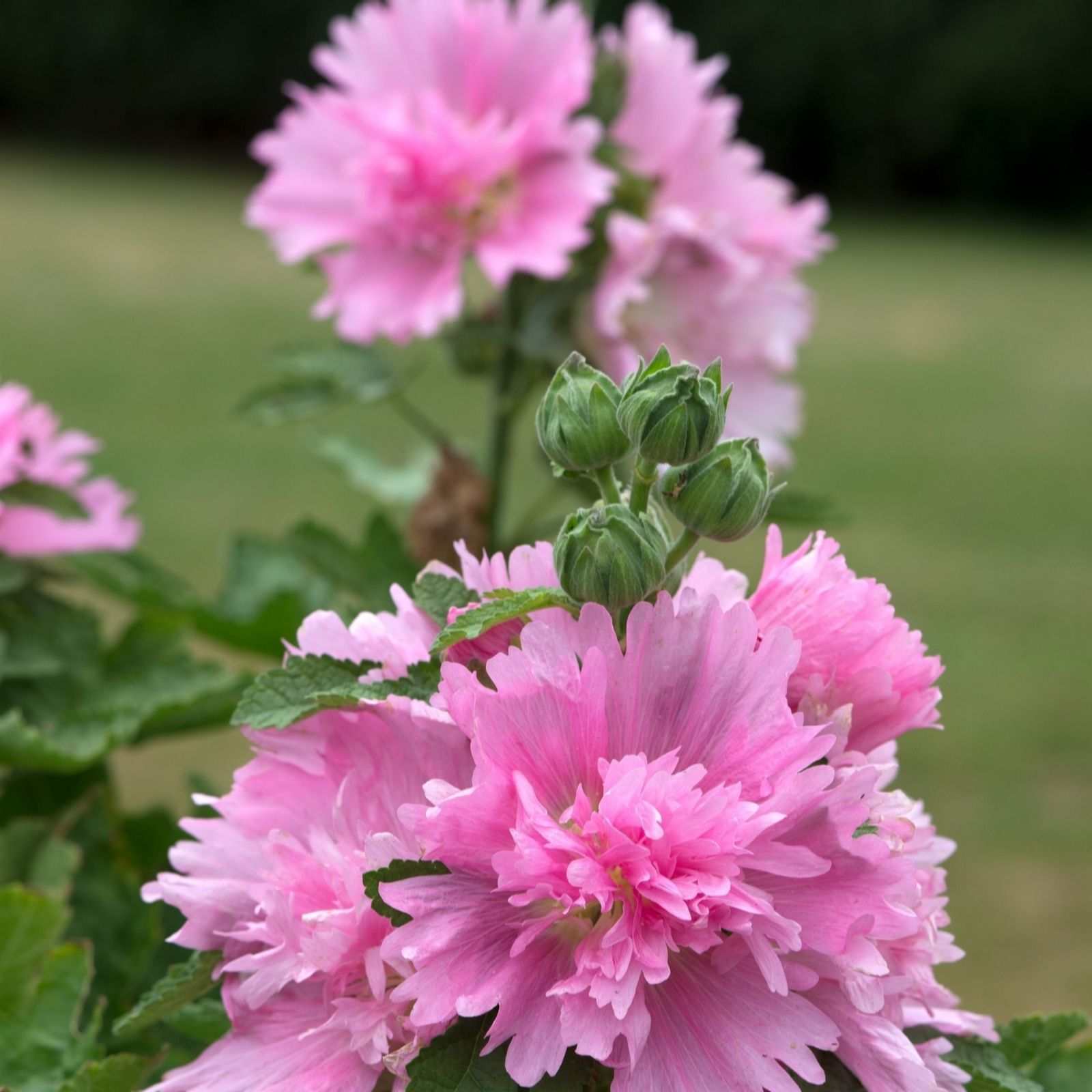 Hayloft Plants Hollyhock x 12 Plants