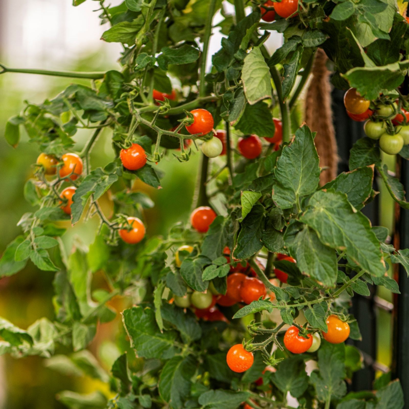 Suttons Tomato Freefall Duo 9cm Pot x 2