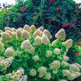 Thompson & Morgan Hydrangea Paniculata Hercules 3 Litre Pot x 1