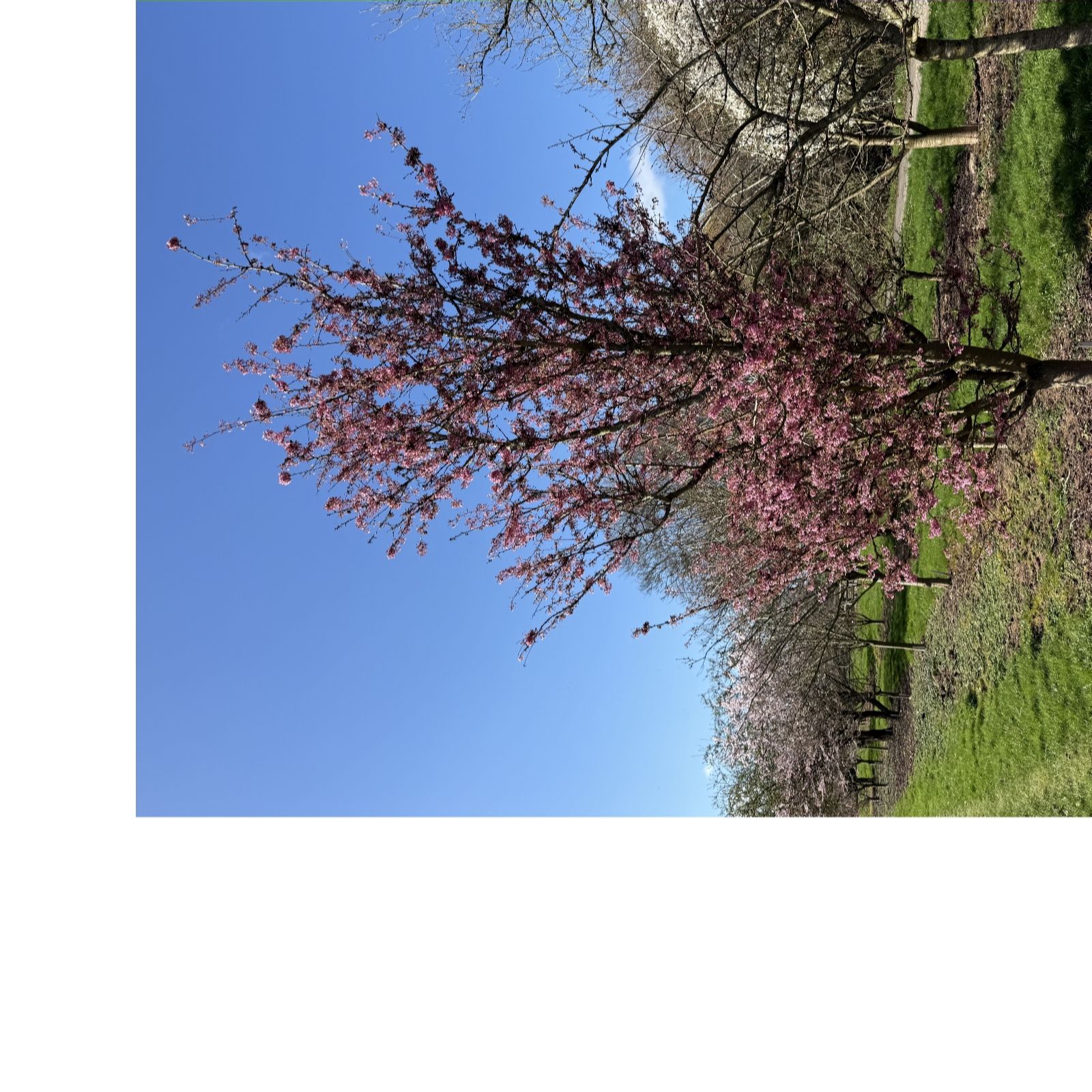 Frank P Matthews Prunus Kursar 12 Litre Container