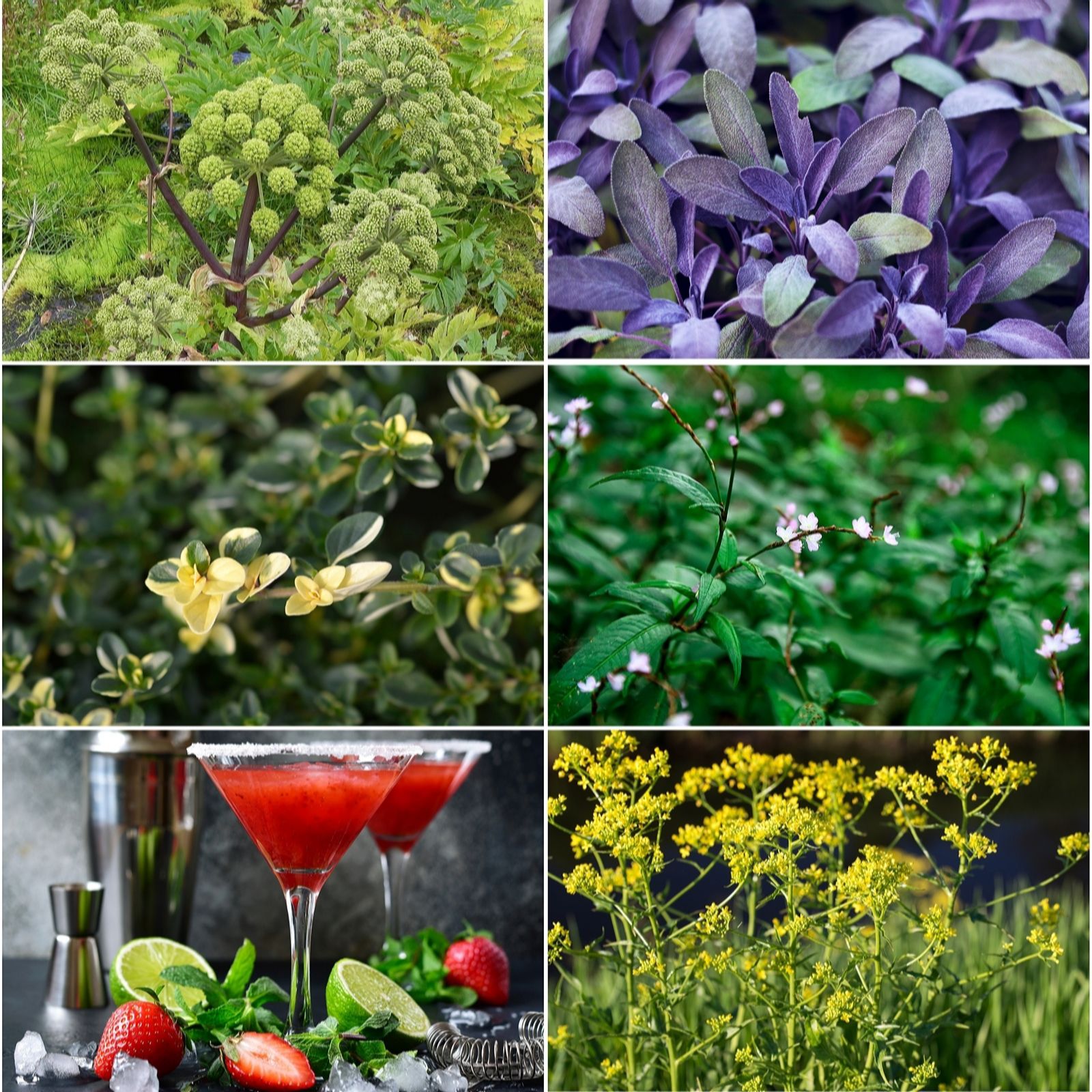 Fyne Herbs Unusual Herbs x 6