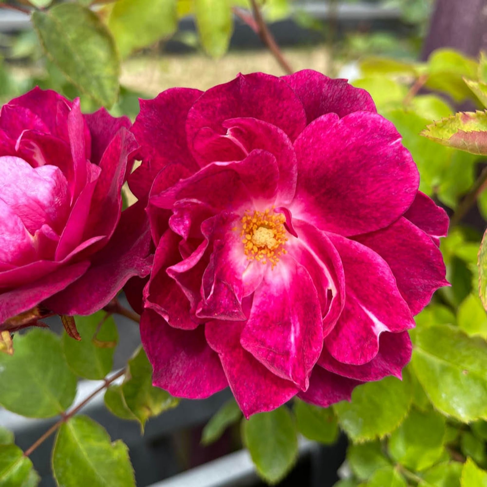 Harkness Roses Rose 'Bee Humble' in a 4L Pot