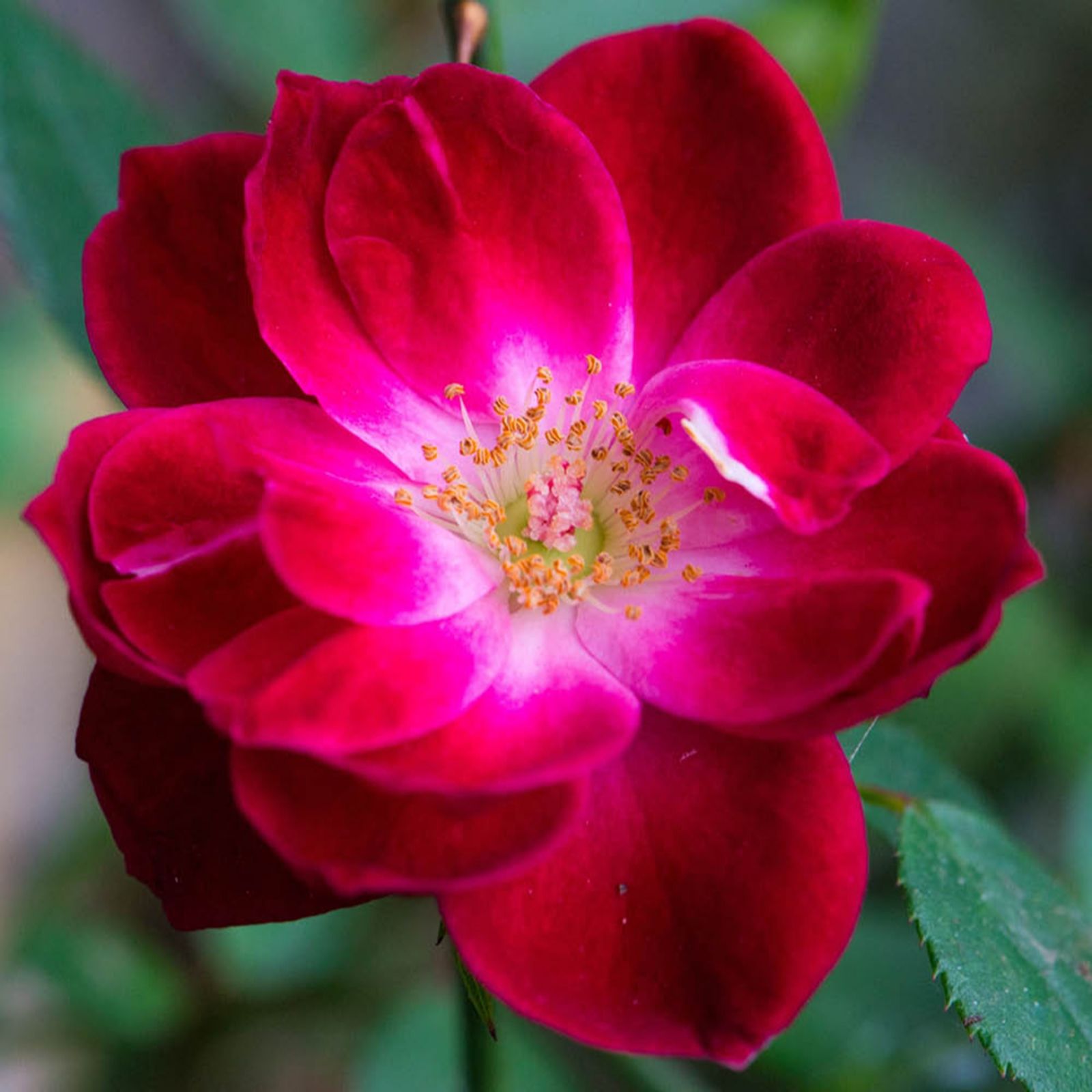 Harkness Roses Rose 'Bee Humble' in a 4L Pot - QVC UK