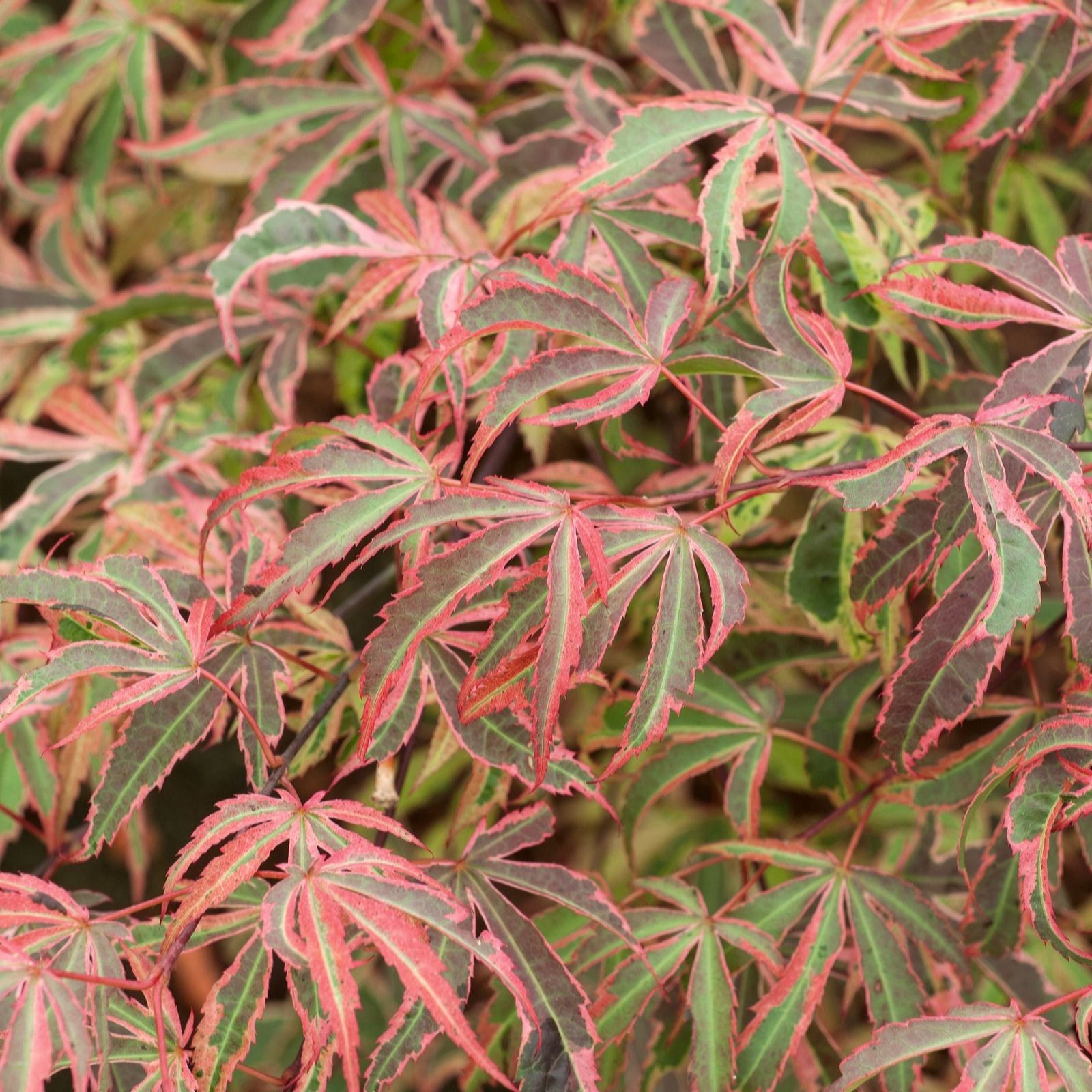 Plants2Gardens Acer Shirazz 10ltr