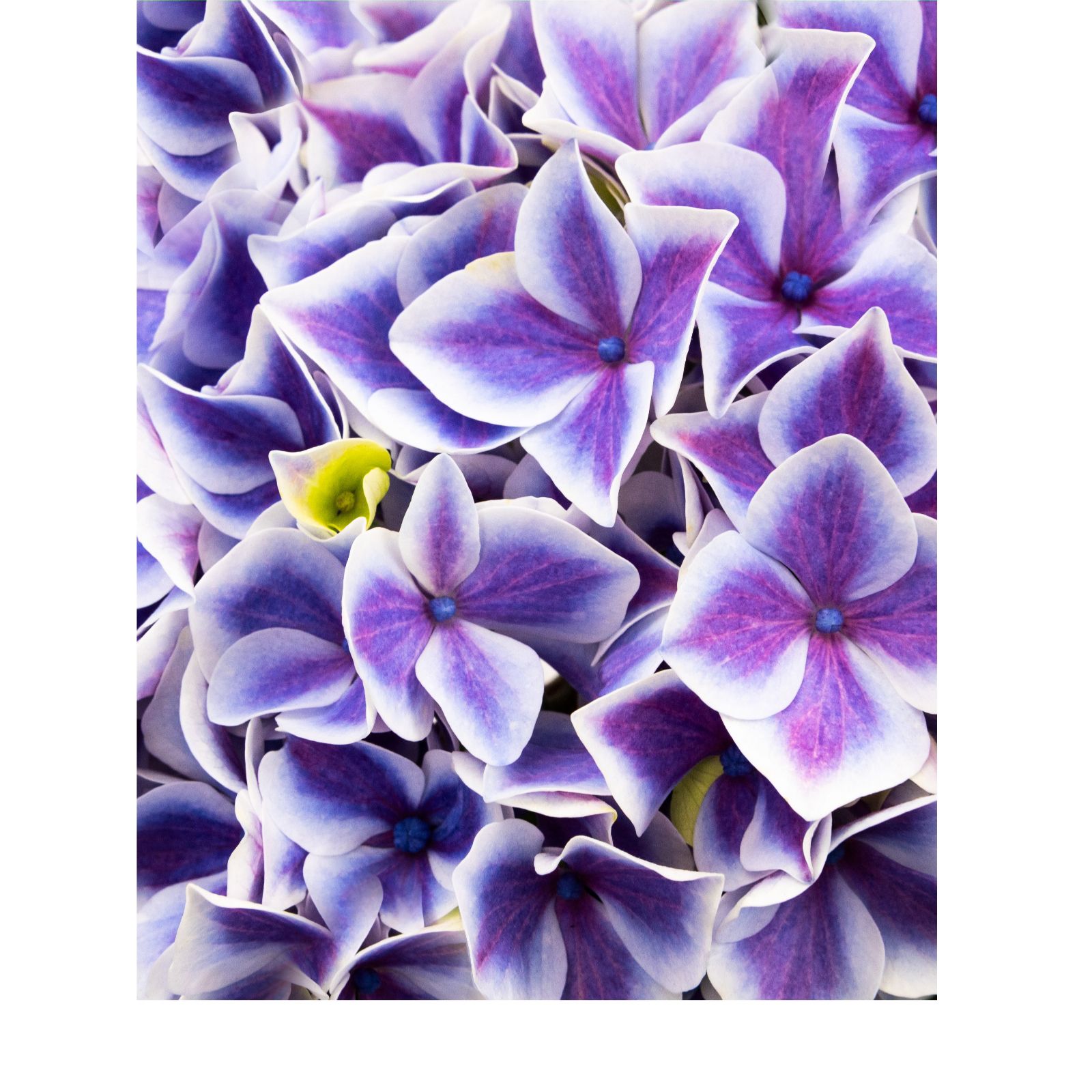Plants2Gardens Hydrangea Perlanova 4.5L