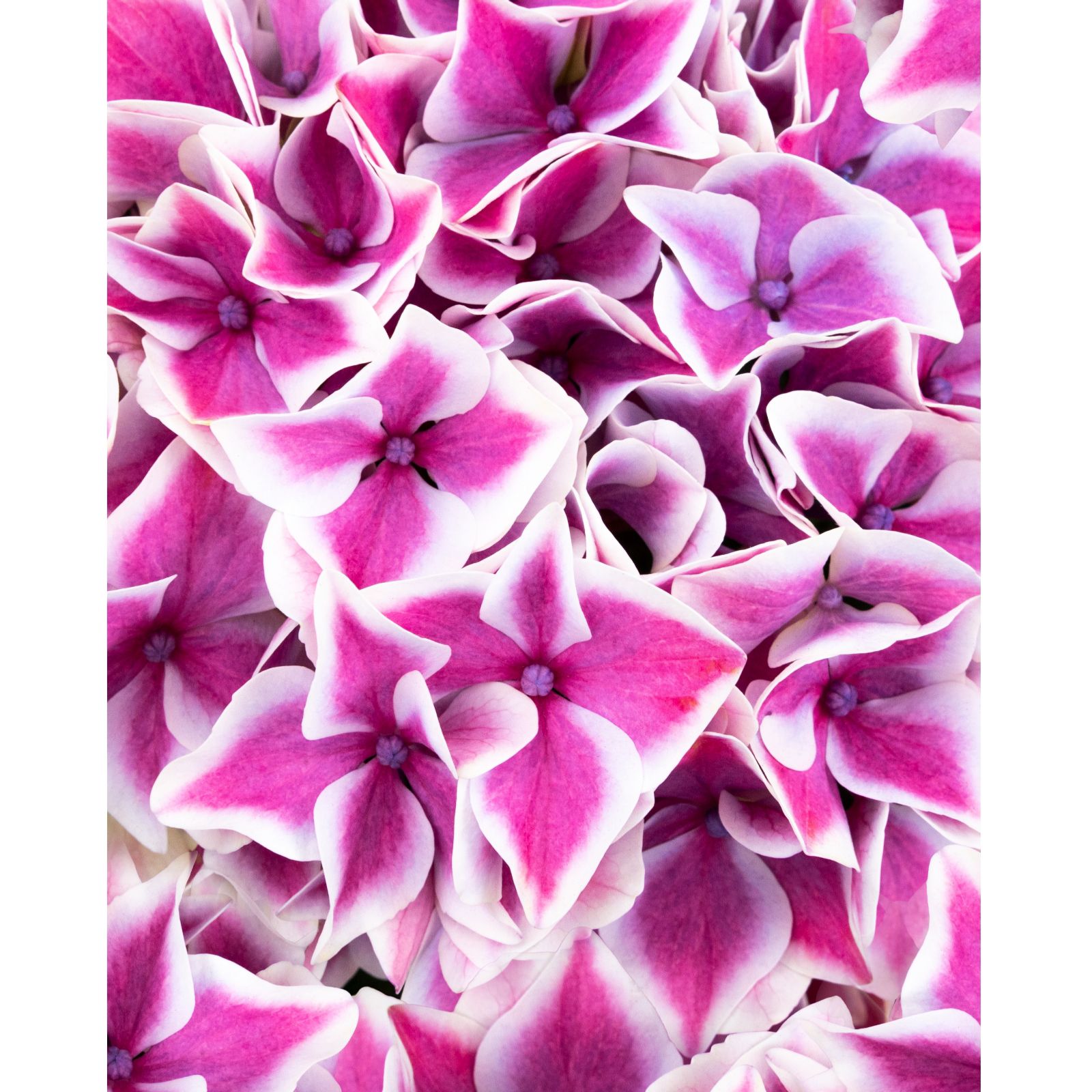Plants2Gardens Hydrangea Perlanova 4.5L