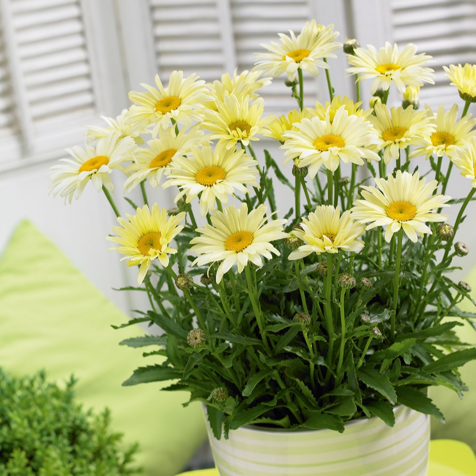 Plants2Gardens Leucanthemum Banana Cream 3 x 2ltr