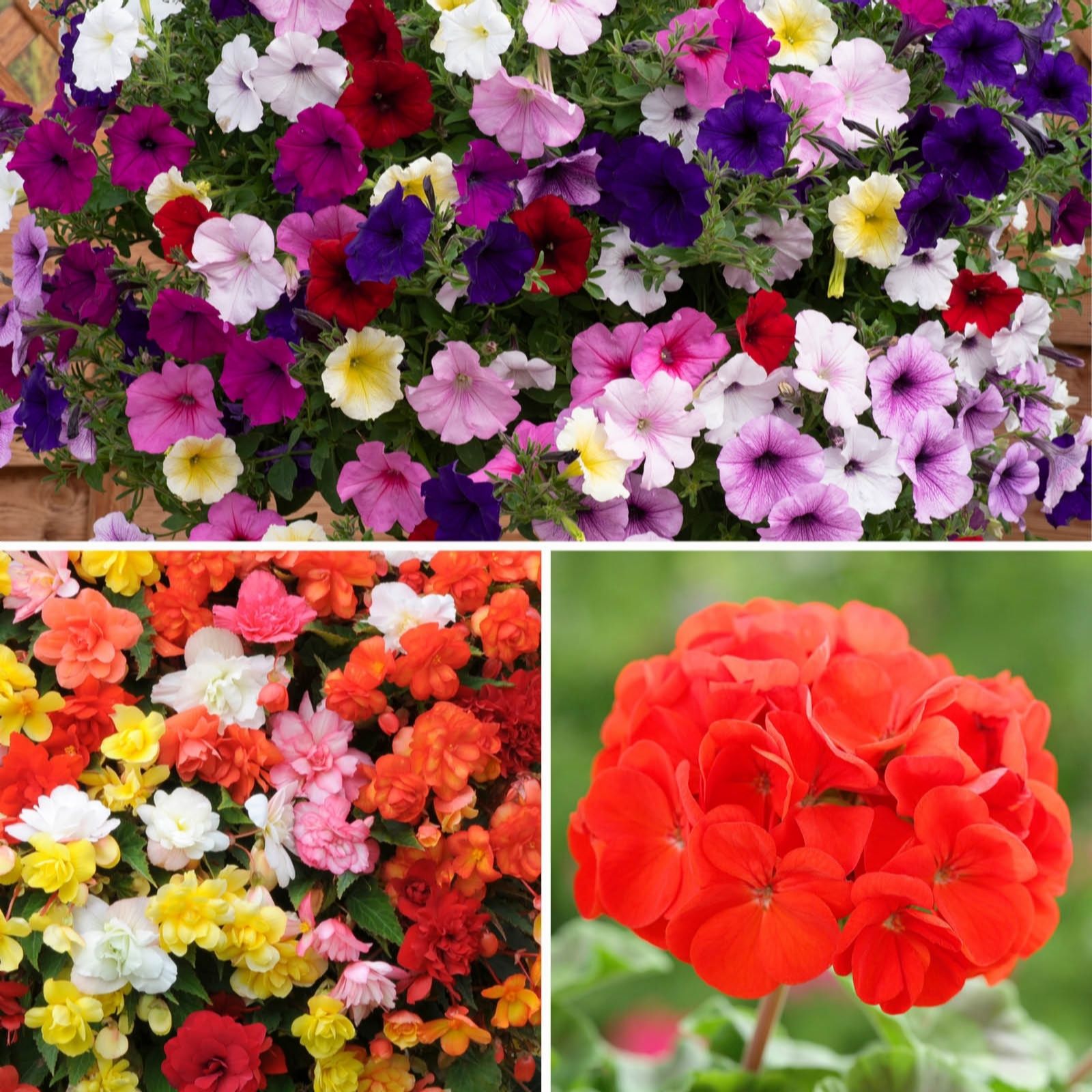 YouGarden Ultimate Garden Ready Collection x30