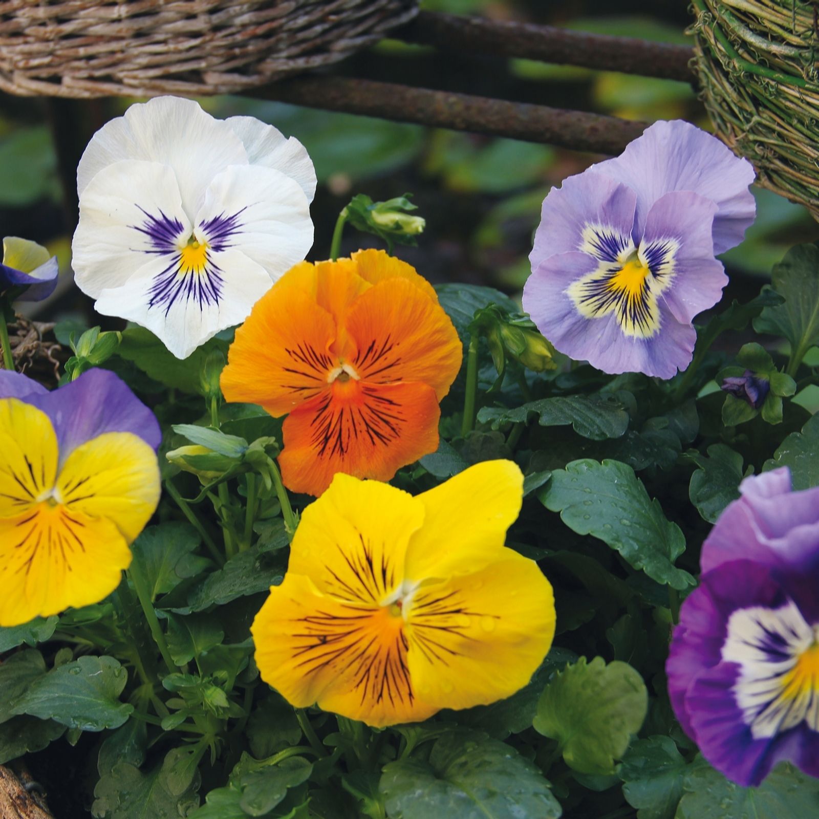 Plants 2 Gardens Pansy Felix Mix 20 x 5cm Plants