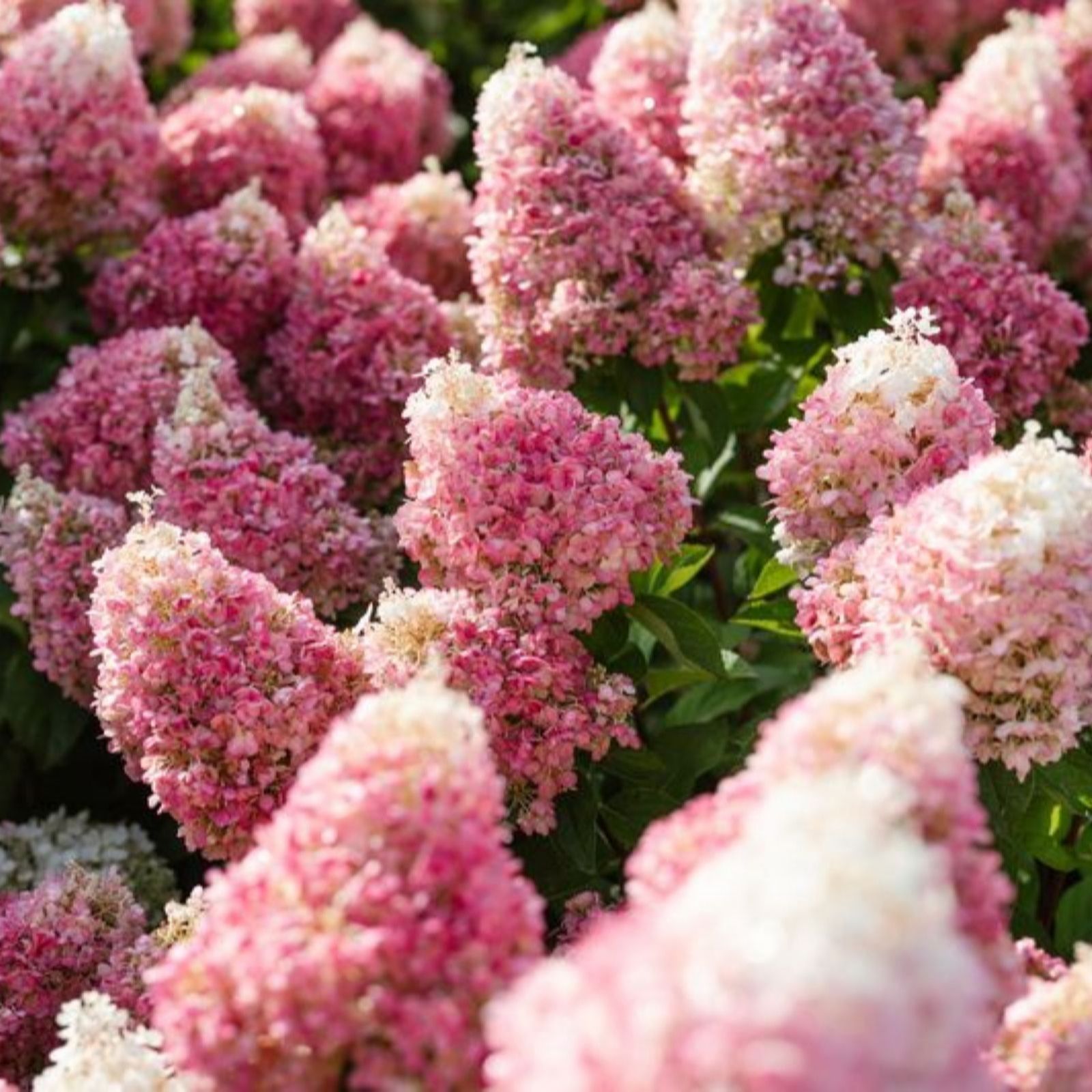 Thompson & Morgan Hydrangea Living Pinky Promise 12cm Pot