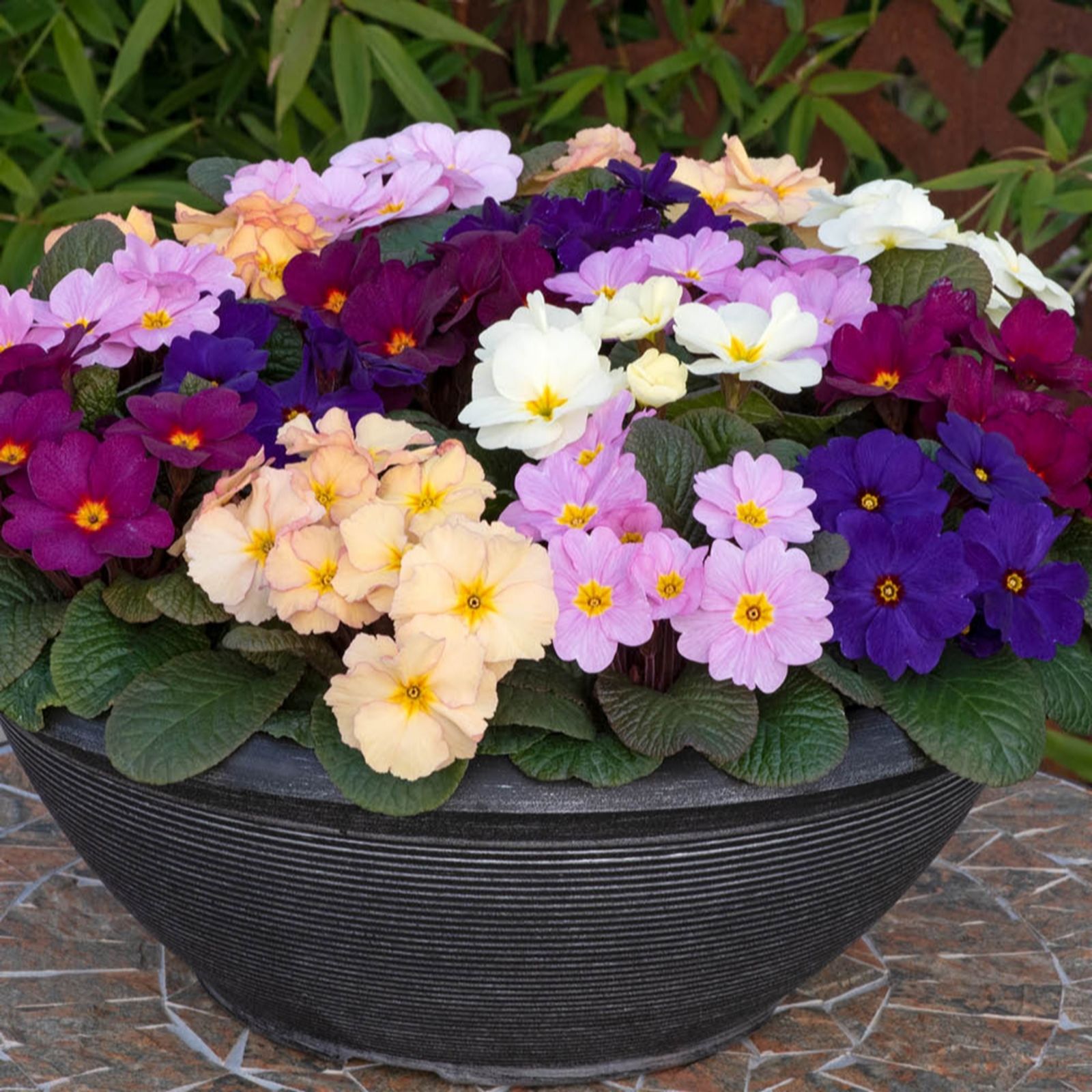 YouGarden Primrose Obsidian Mixed Garden Ready Plants x20