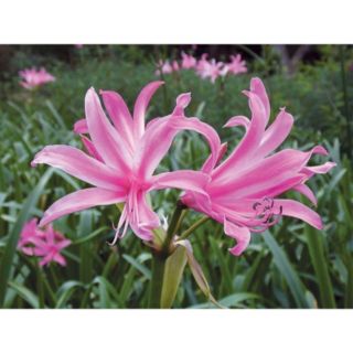 Plants2Gardens Amarine Belladiva 5 x 16+ Bulbs