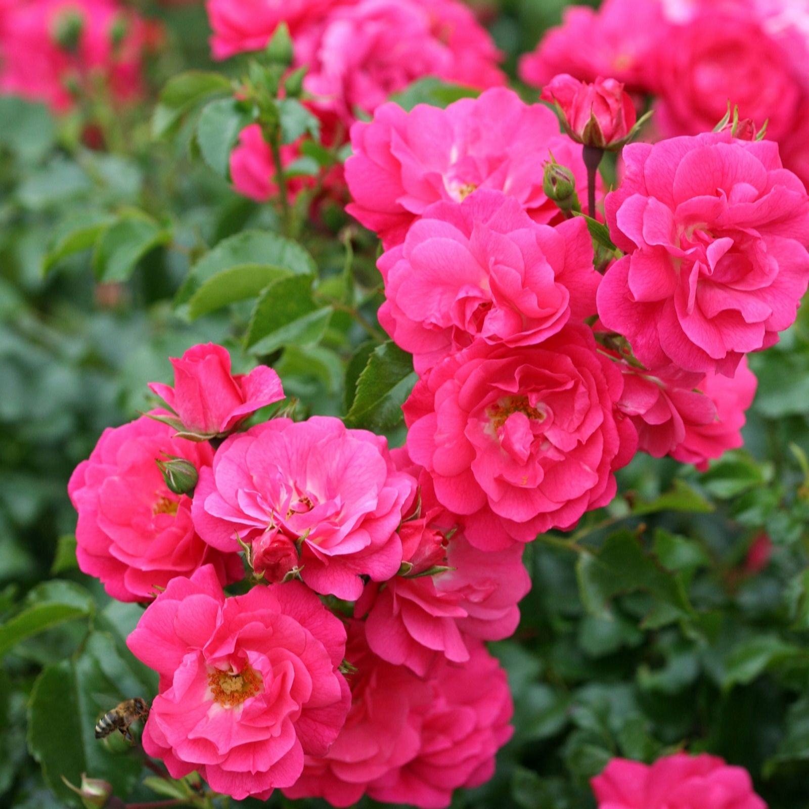 Plants2Gardens Flower Carpet Rose 3ltr