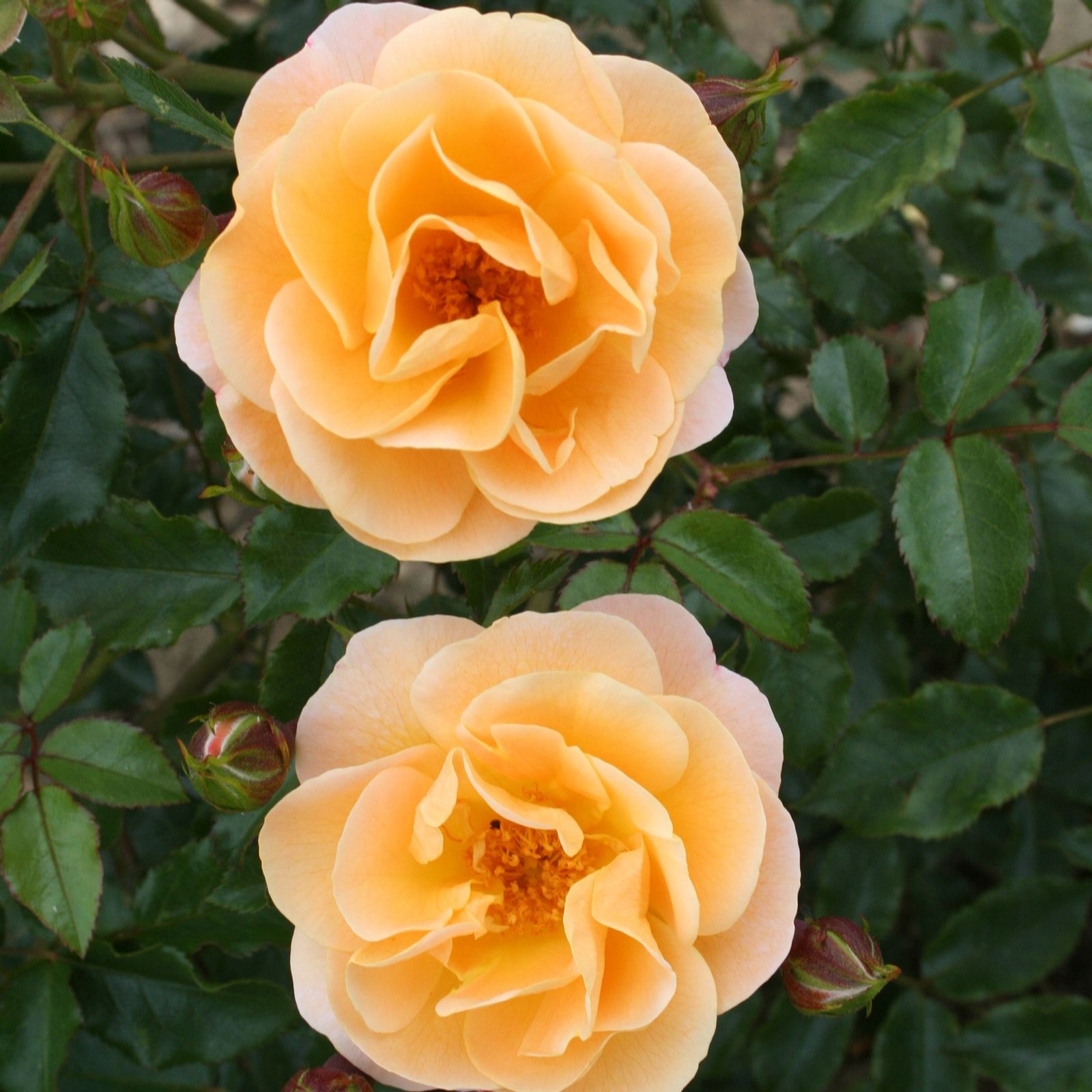 Plants2Gardens Flower Carpet Rose 3ltr