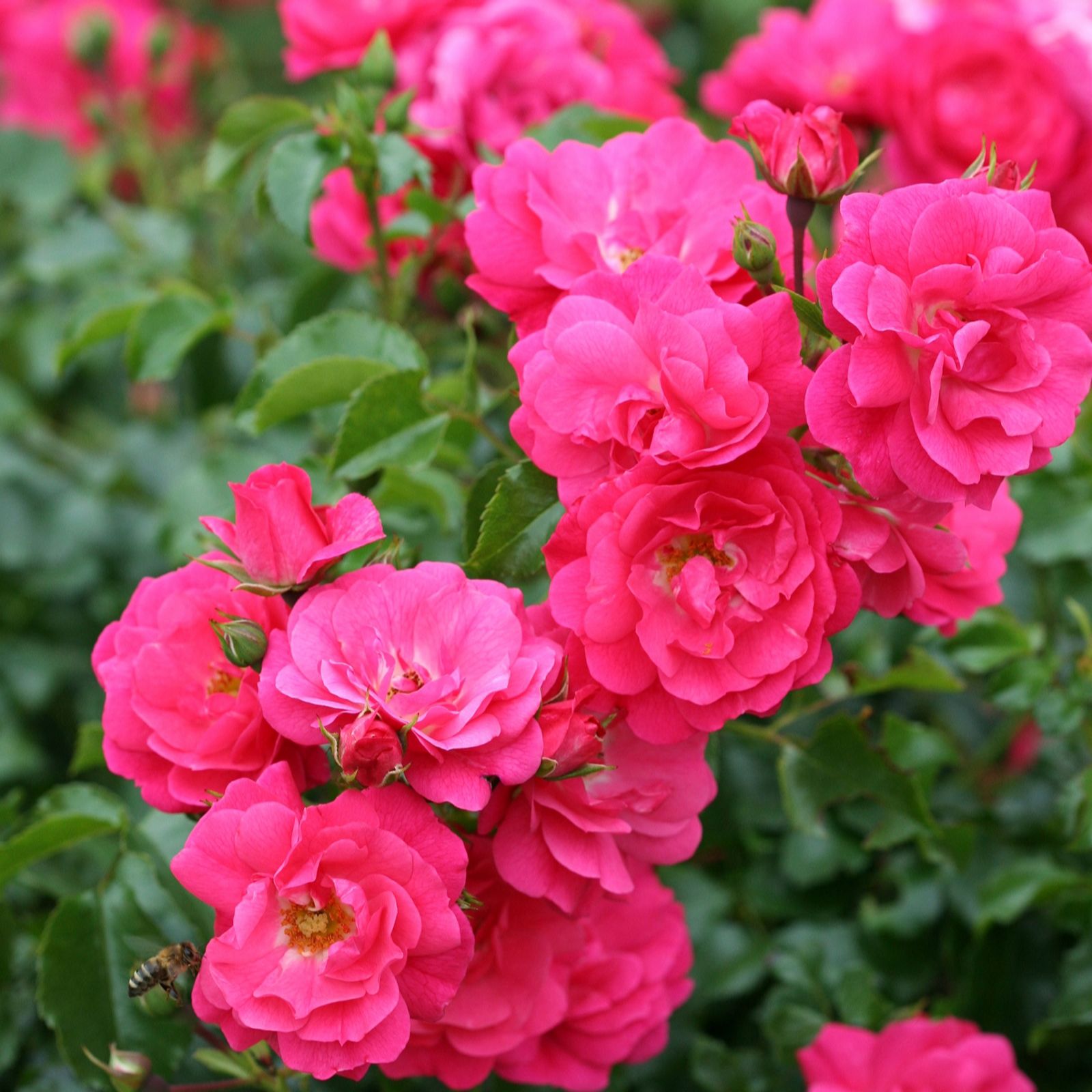 Plants2Gardens Flower Carpet Rose 3ltr