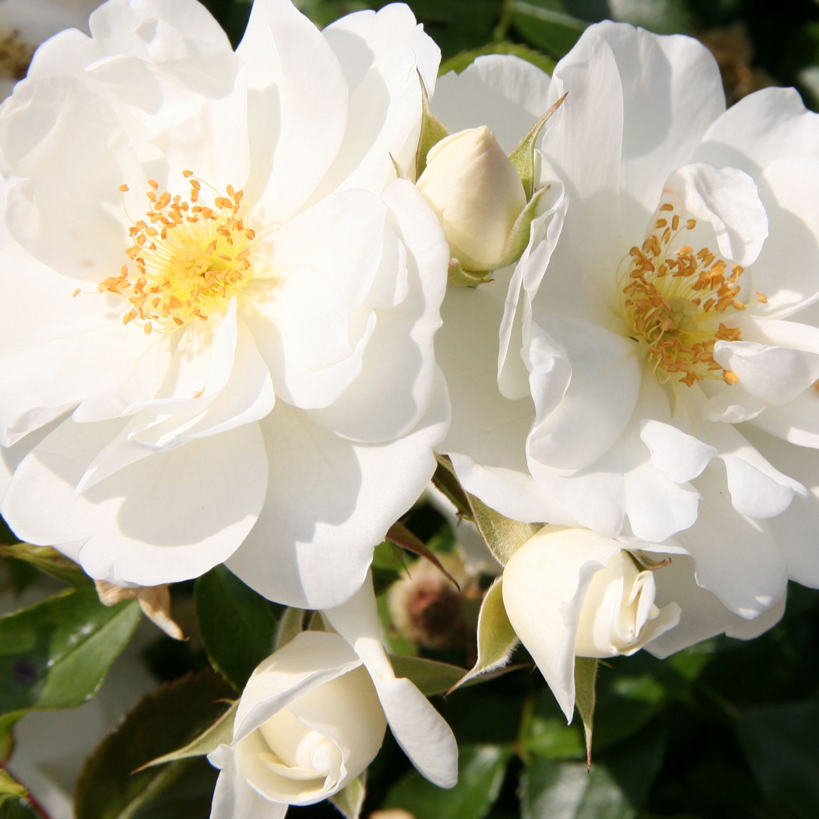 Plants2Gardens Flower Carpet Rose 3ltr