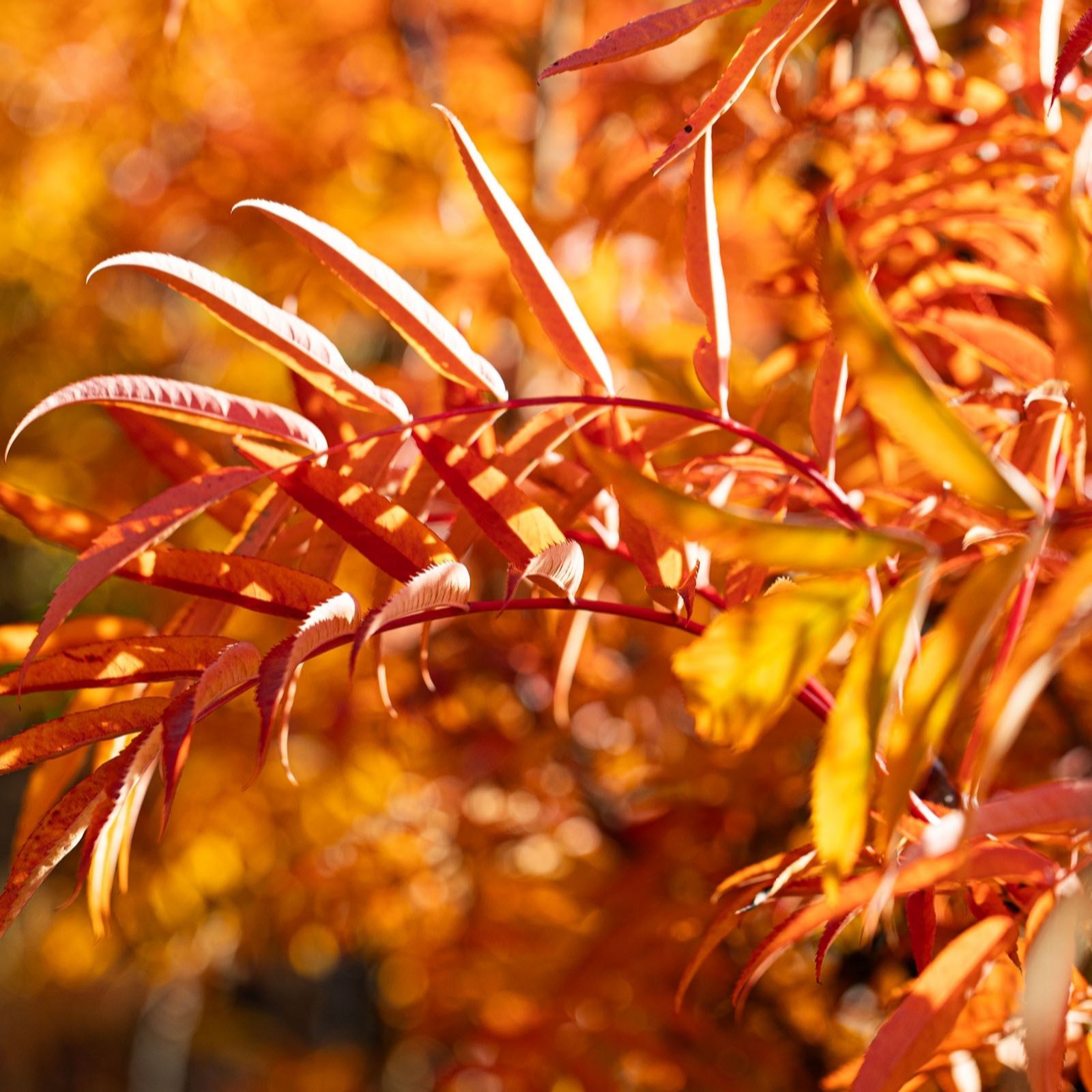 Frank P Matthews Sorbus Olympic FlameTM in 12 Litre Container