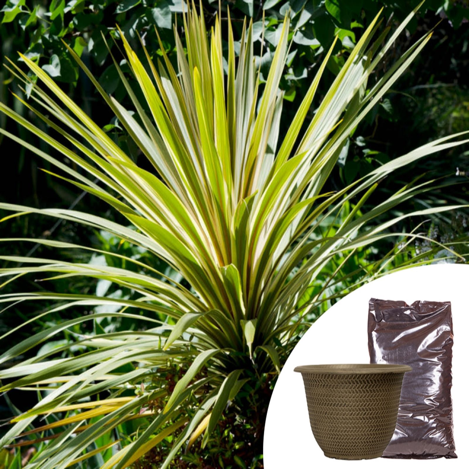 YouGarden Cordyline Torbay Dazzler with Planter & Compost