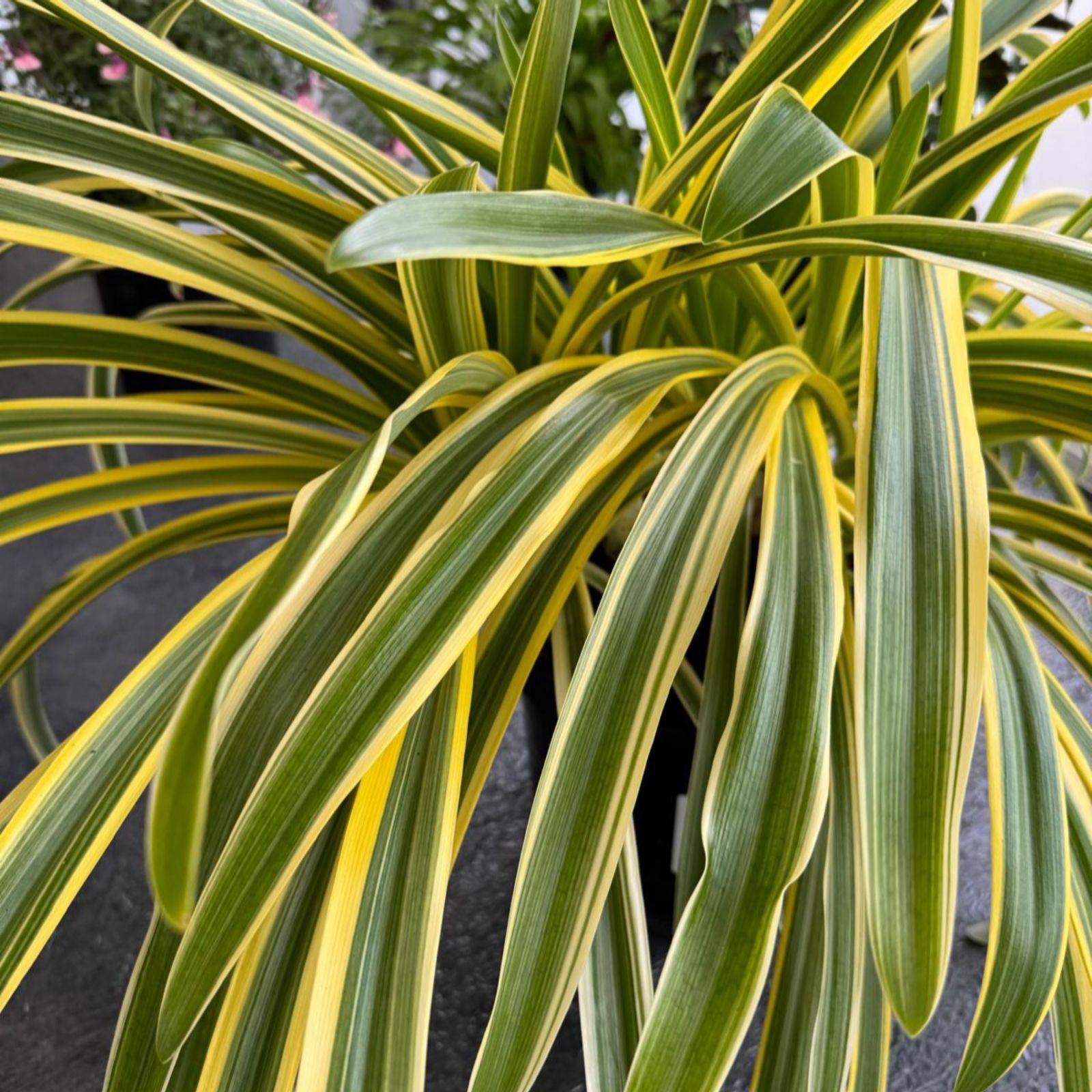 Thompson & Morgan Agapanthus Zambezi 2 Litre Pot x1