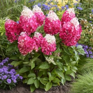 Thompson & Morgan Hydrangea 100 Days in Bloom Collection 12cm Pot x3