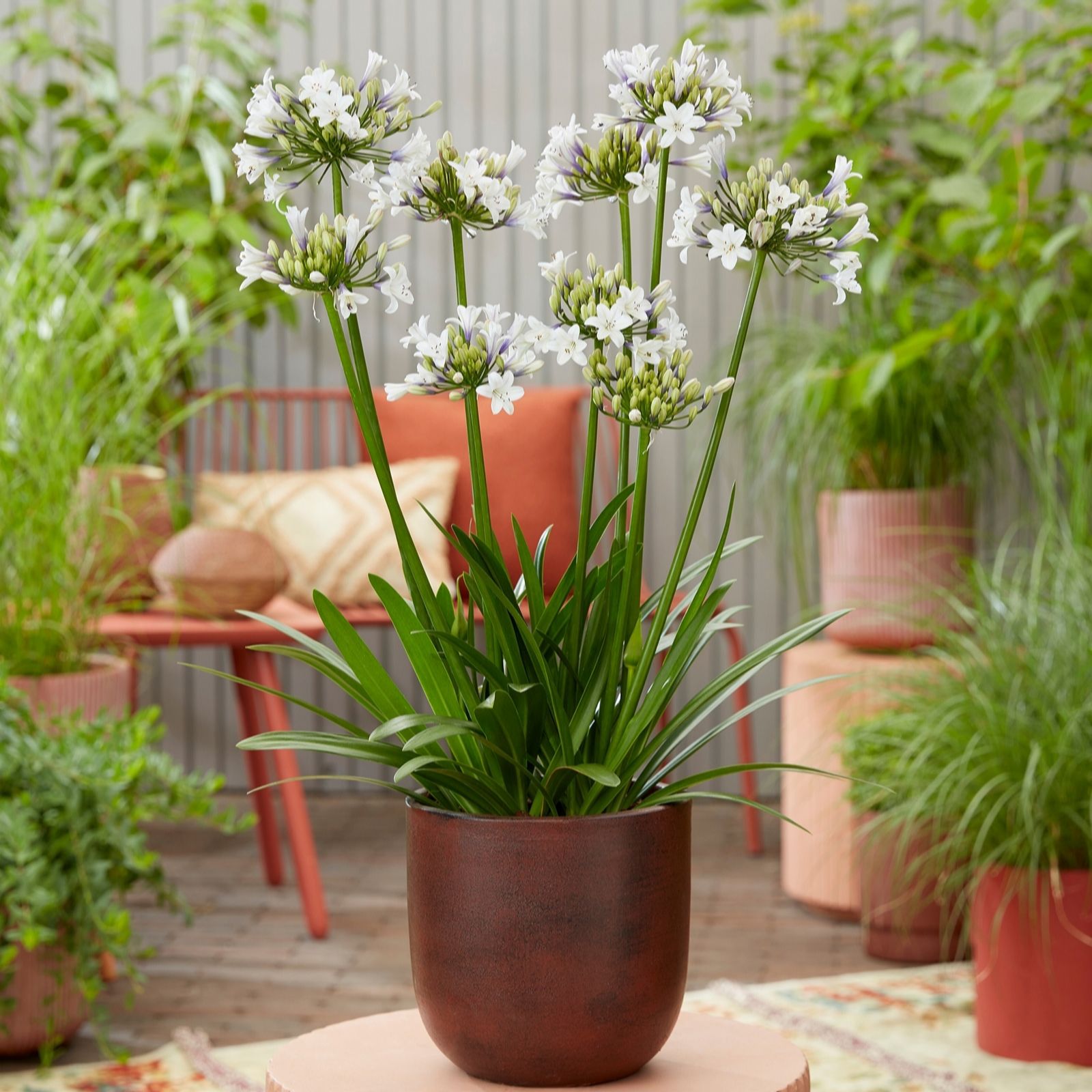 Richard Jackson Agapanthus Ever Sparkle 2x 9cm Pots