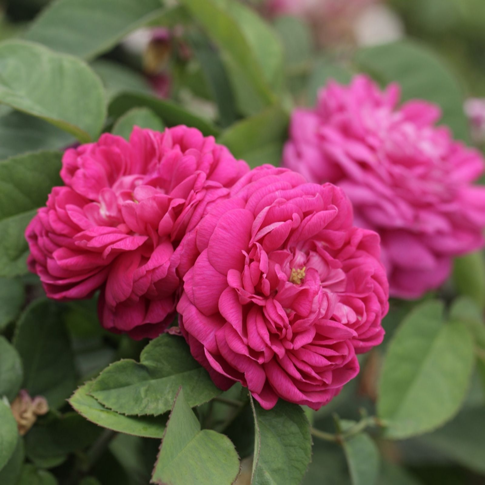 YouGarden Pair of Rose 'De Rescht' Bare Roots