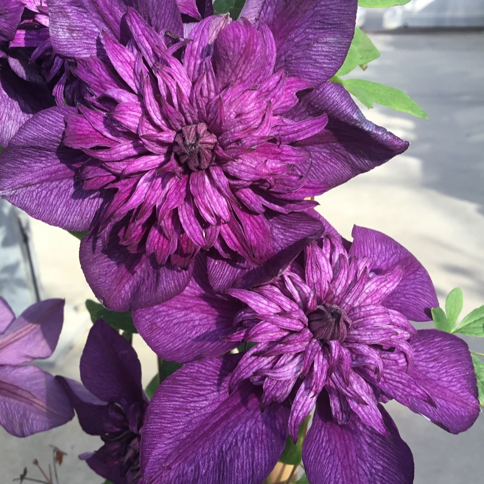 Hayloft Plants Raymond Evison double flowered x3