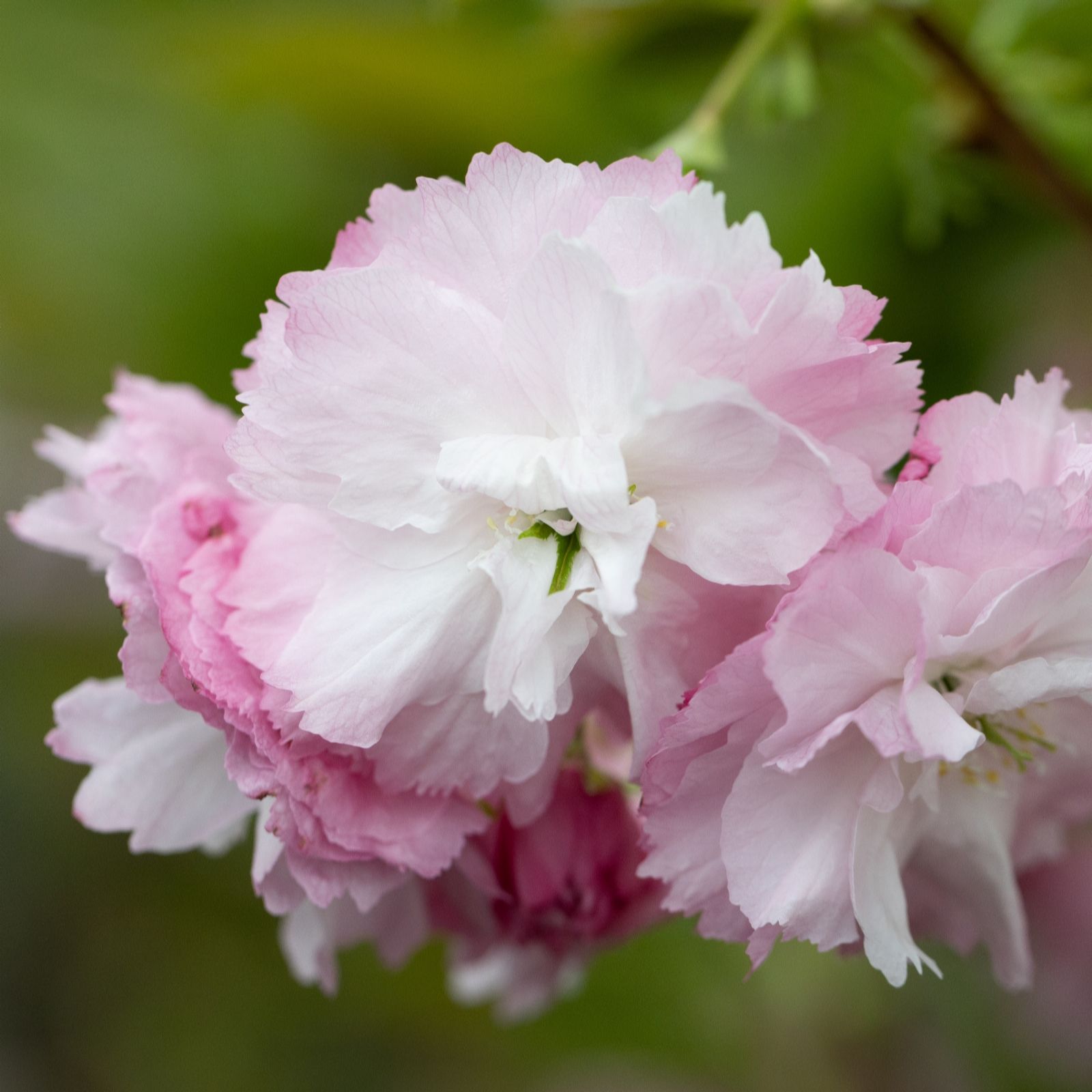 Frank P Matthews Prunus Little Pink Perfection 11.5 Litre Container