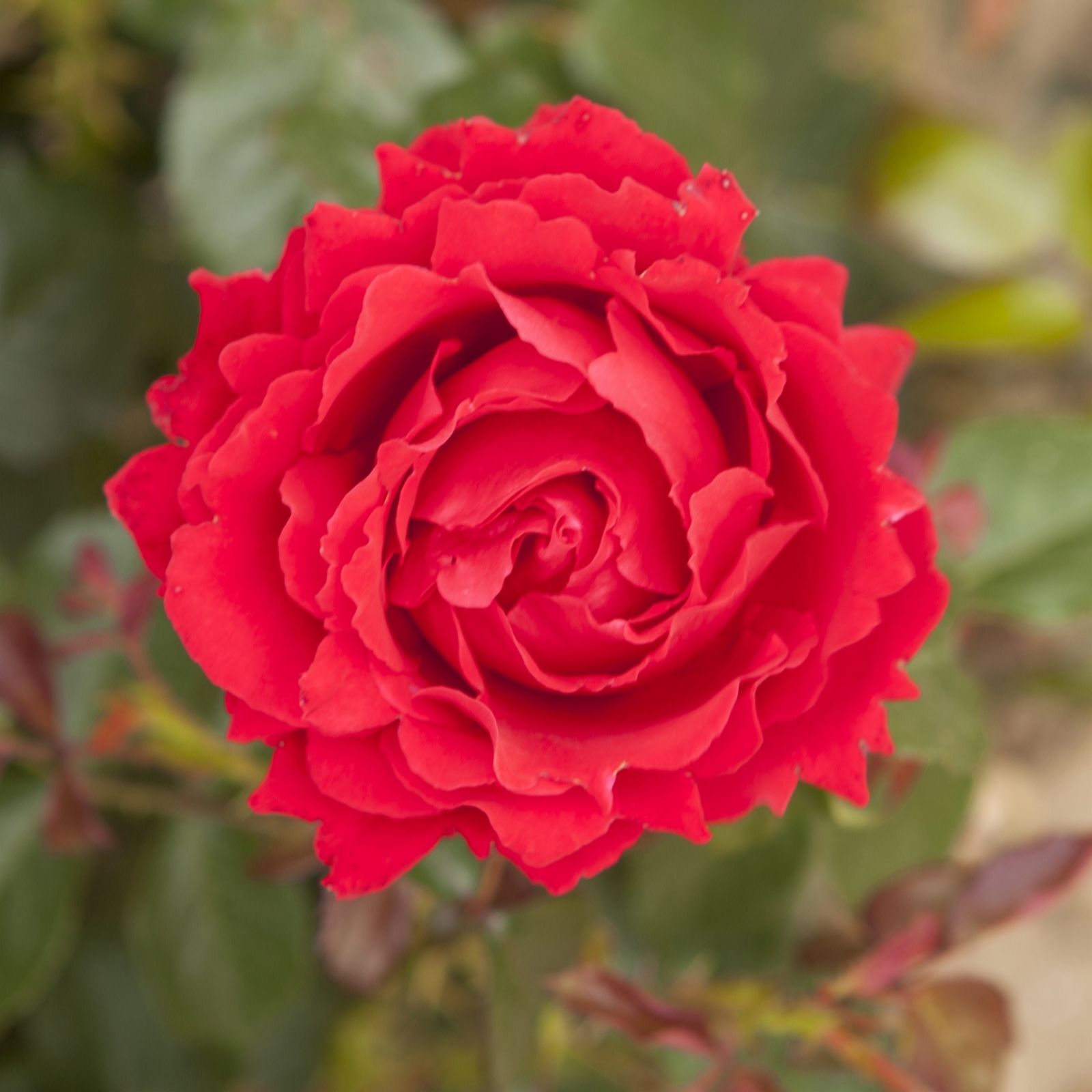 Harkness Roses Rose 'Carmen' in a 4L Pot