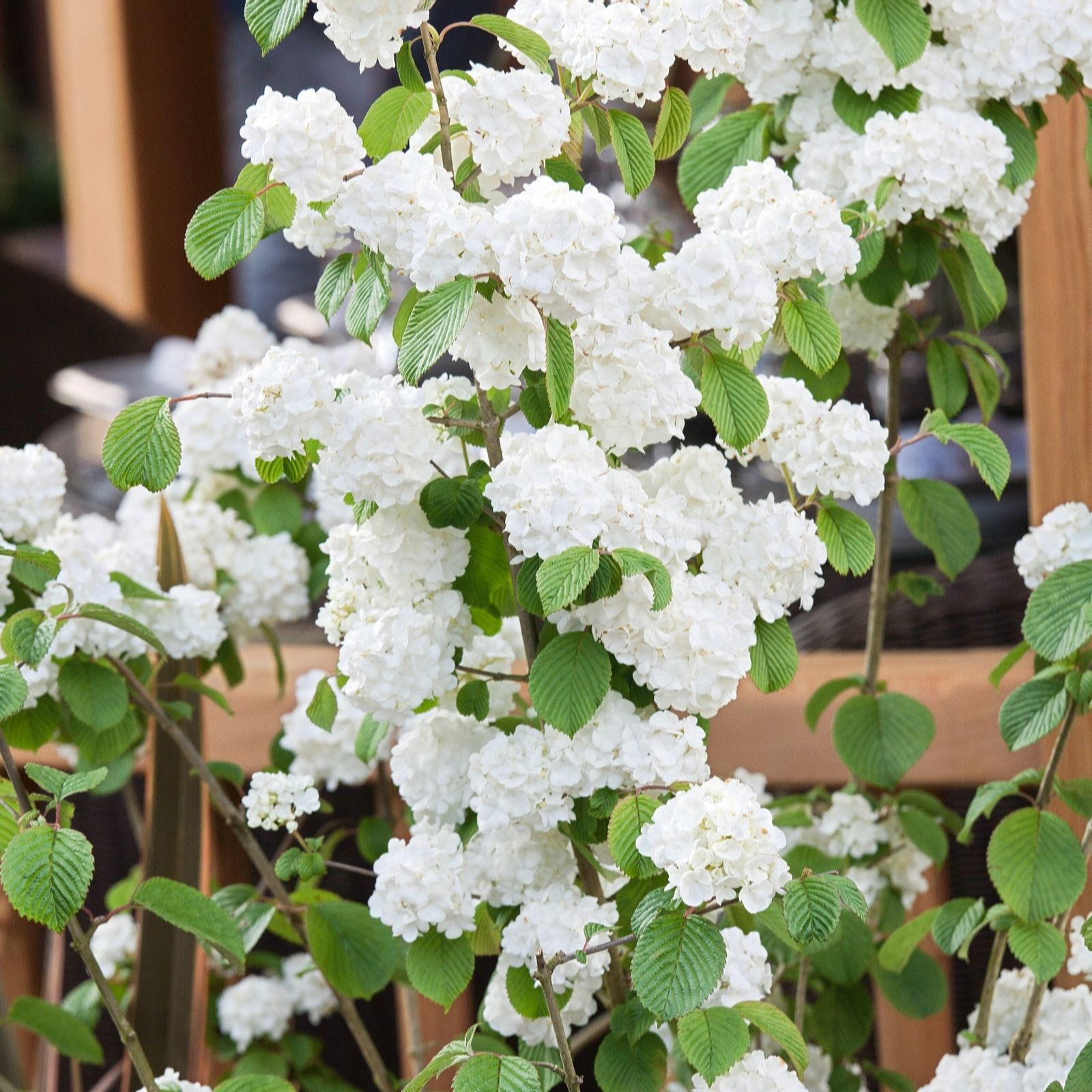 Plants2Garden Viburnum Popcorn 4ltr