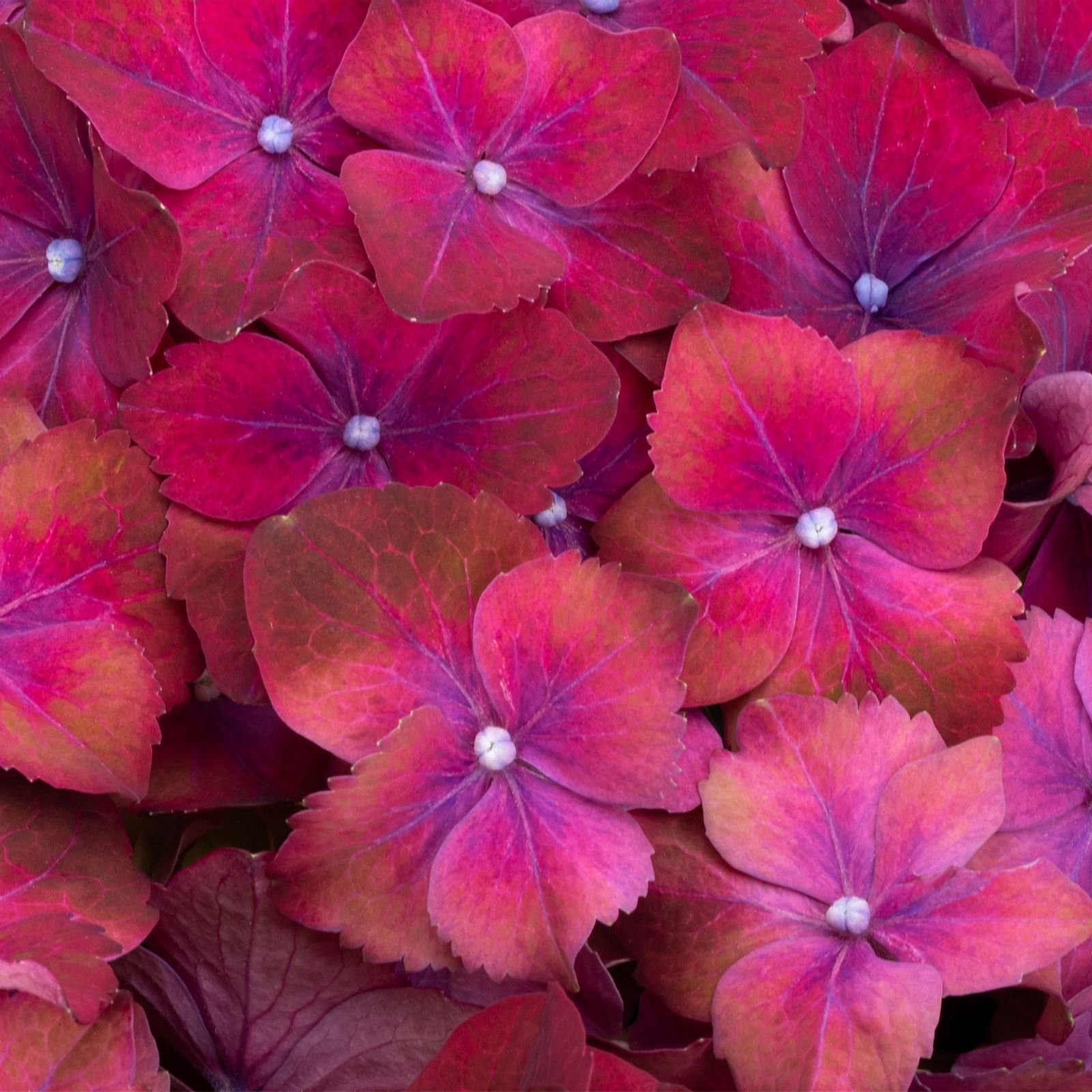 Plants 2 Gardens Hydrangea Hi Volcano 4.5ltr