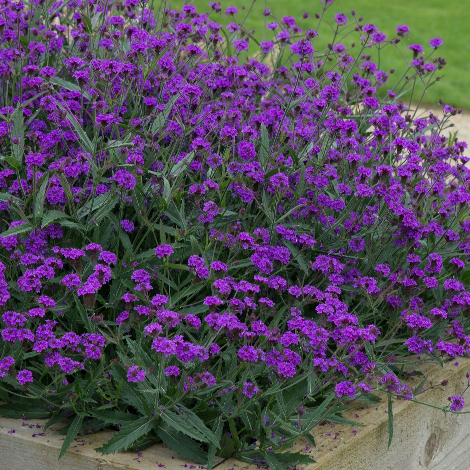Plants2Gardens Verbena Santos Purple 3 x 2ltr