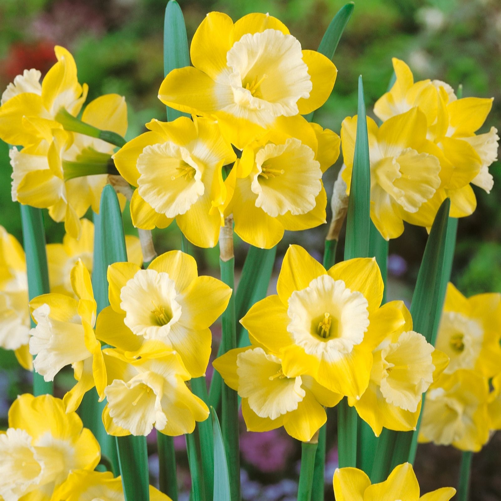 Plants 2 Gardens Narcissus Hunters Sunrise 20 x 12/14 Bulbs