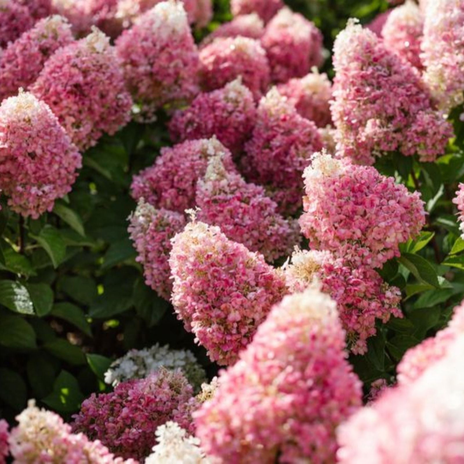 Thompson & Morgan Hydrangea Living Pinky Promise 1 Litre Pot x2