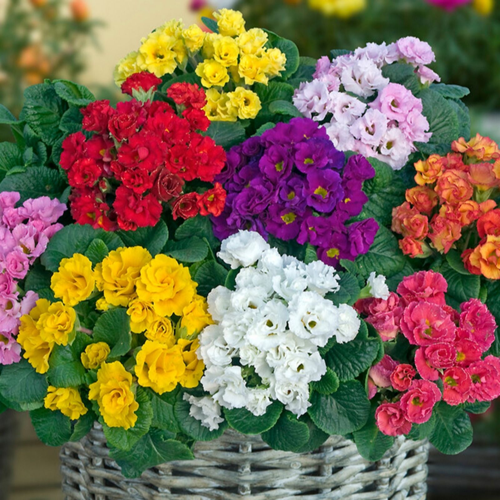YouGarden Primula Primlet Mixed Garden Ready Plants x20