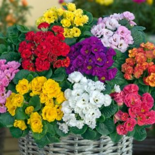 YouGarden Primula Primlet Mixed Garden Ready Plants x20