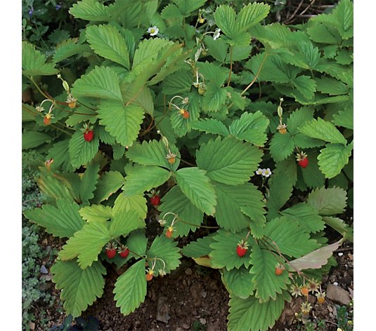 de Jager Alpine Strawberries 6 x 3.2cm Young Plants