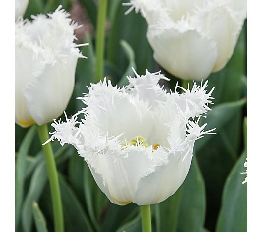 Plants2Gardens Tulip Moonlight 20x Bulbs