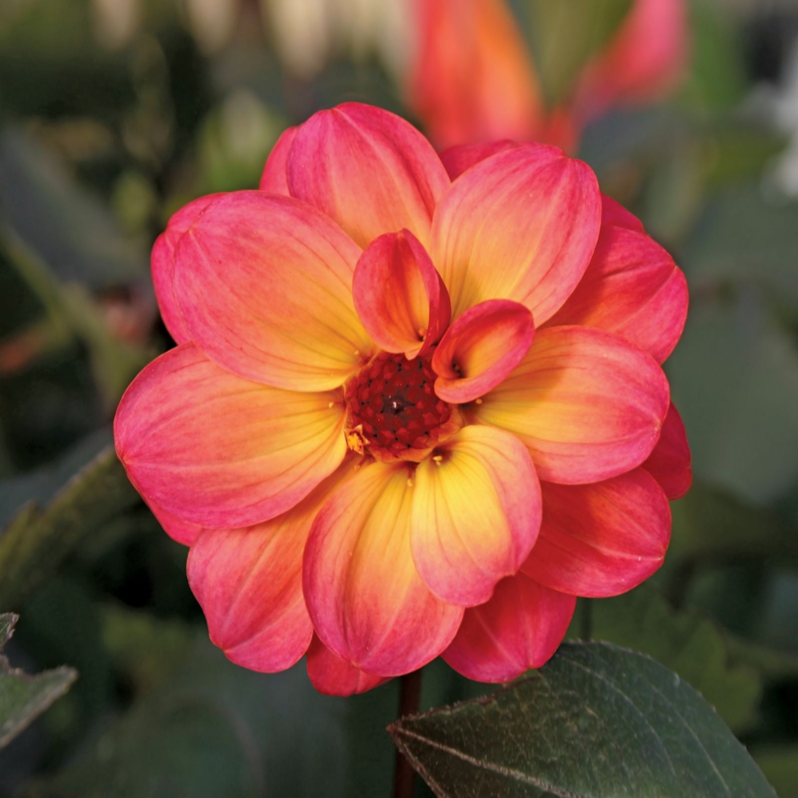 5 x de Jager Dark Leaf Dreamy Dahlias 4.8cm Young Plants QVC UK