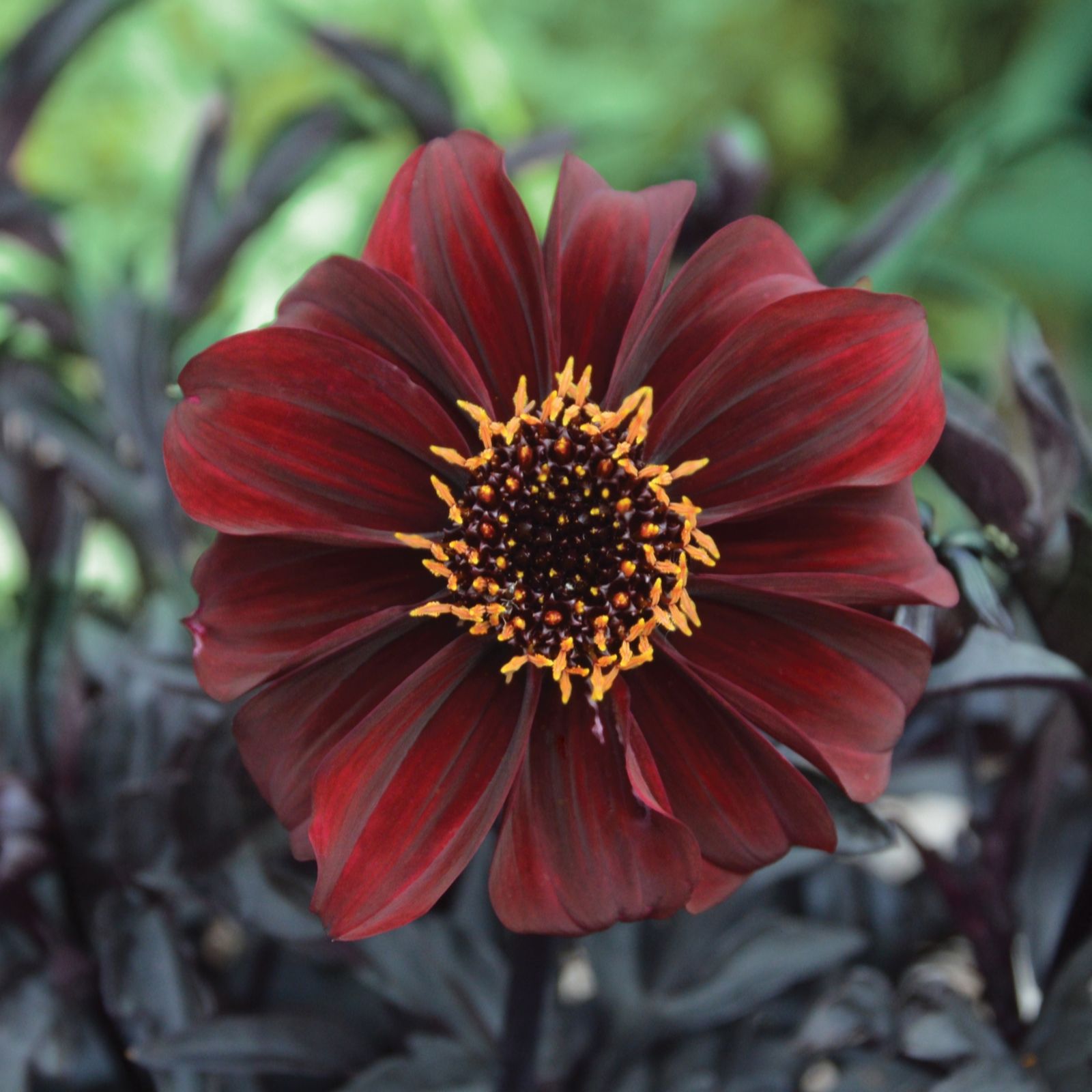 5 x de Jager Dark Leaf Dreamy Dahlias 4.8cm Young Plants QVC UK