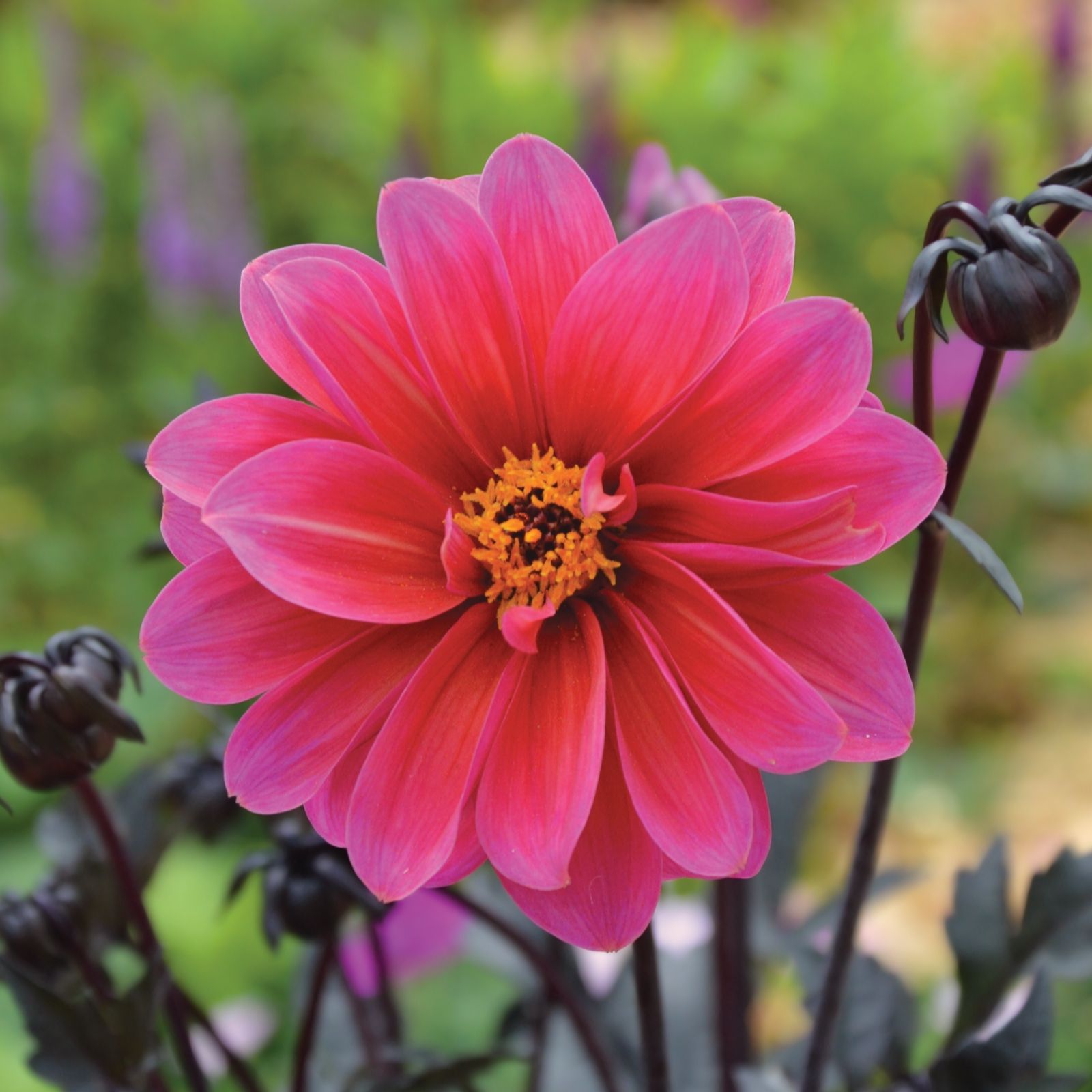 5 x de Jager Dark Leaf Dreamy Dahlias 4.8cm Young Plants QVC UK
