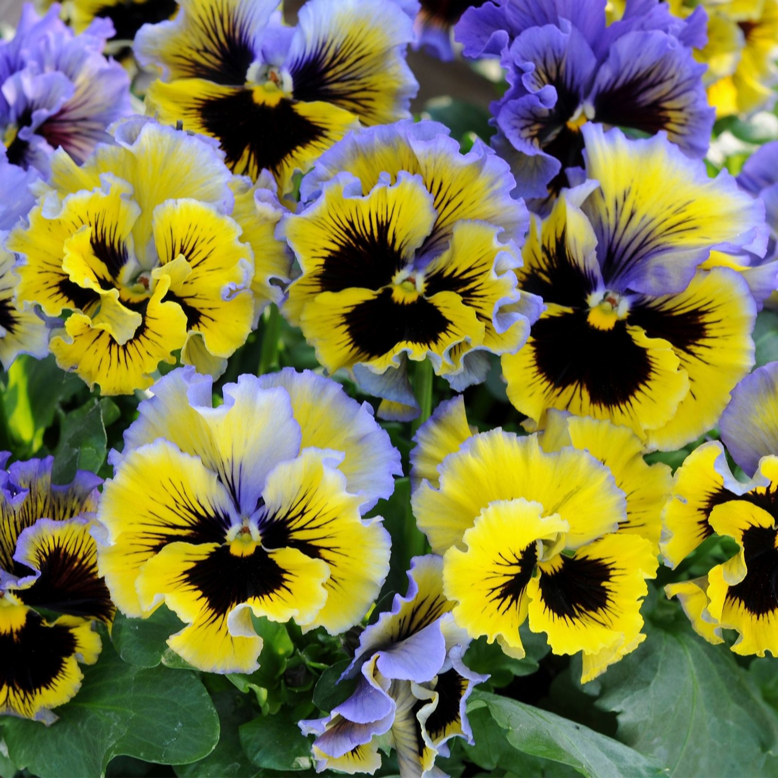 Richard Jackson Pansy Yellow Blue Swirl 5x 6cm Pots