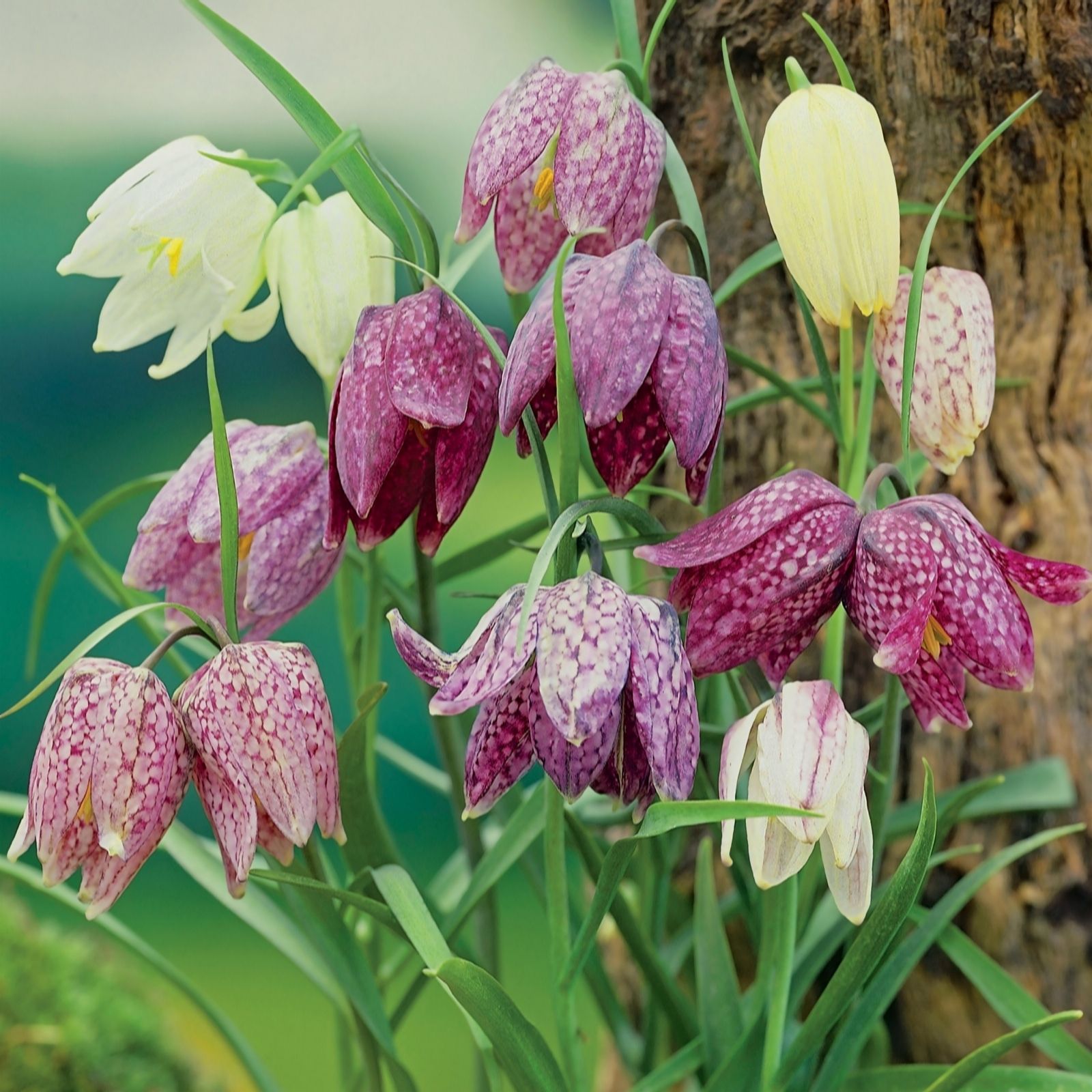de Jager RHS AGM Fritillaria Meleagris x24