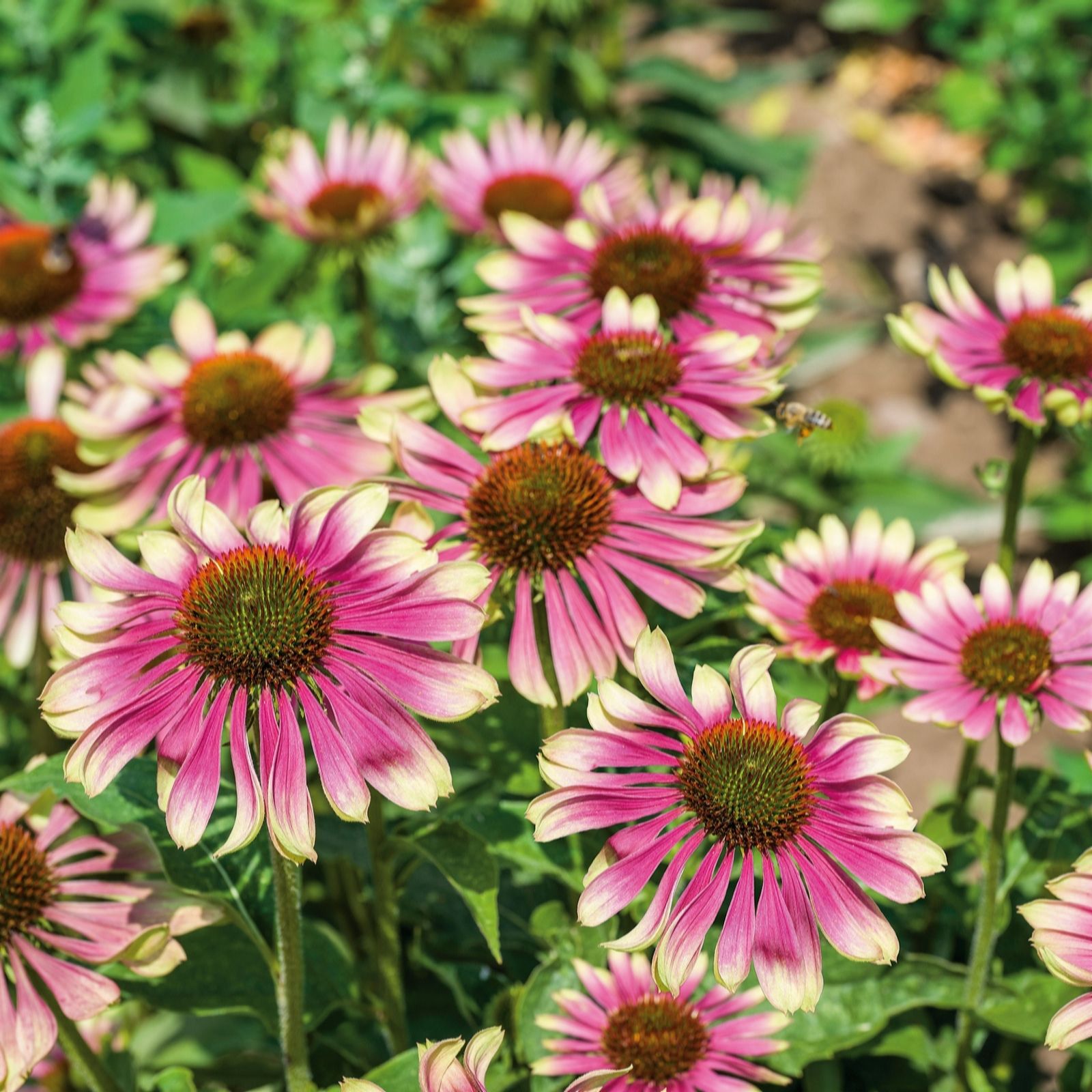 Plants 2 Gardens Echinacea Green Twister 3 x 2ltr