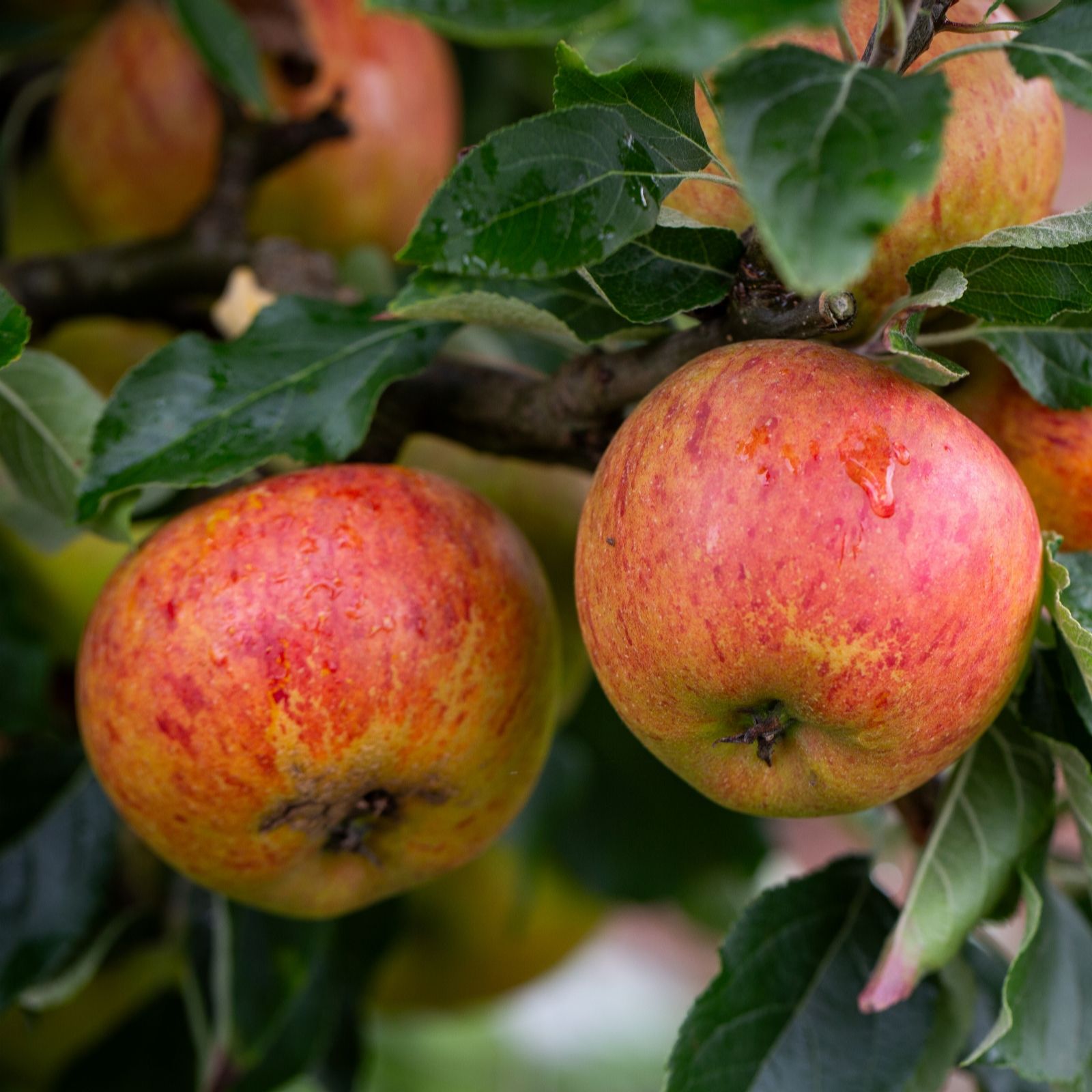 Frank P Matthews Apple (Malus)Cox Self-Fertile in 11.5Litre Container