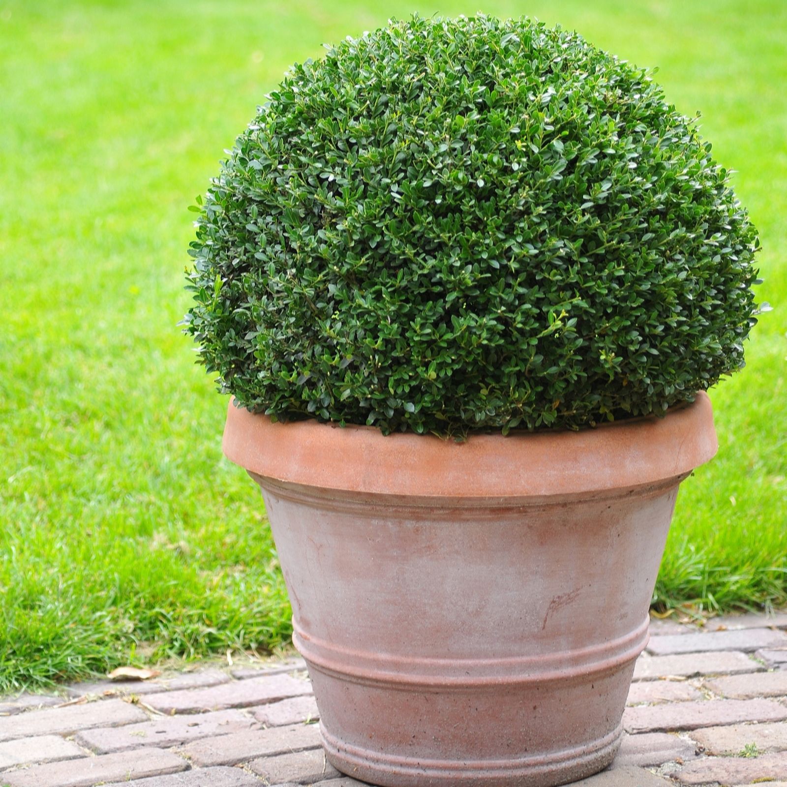 Plants2Gardens Ilex Dark Green