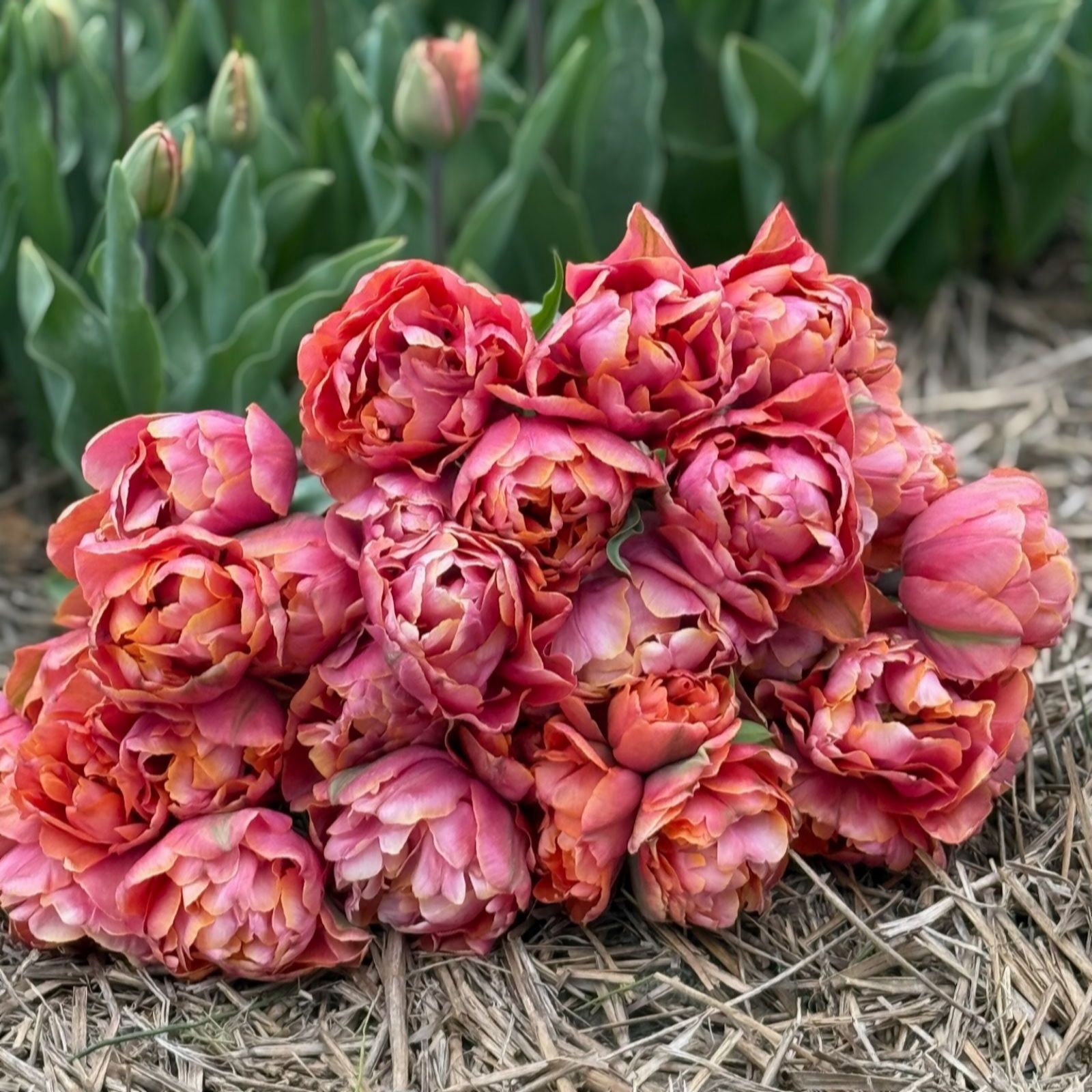 Thompson & Morgan Tulip Coral Ruffles 8 bulbs